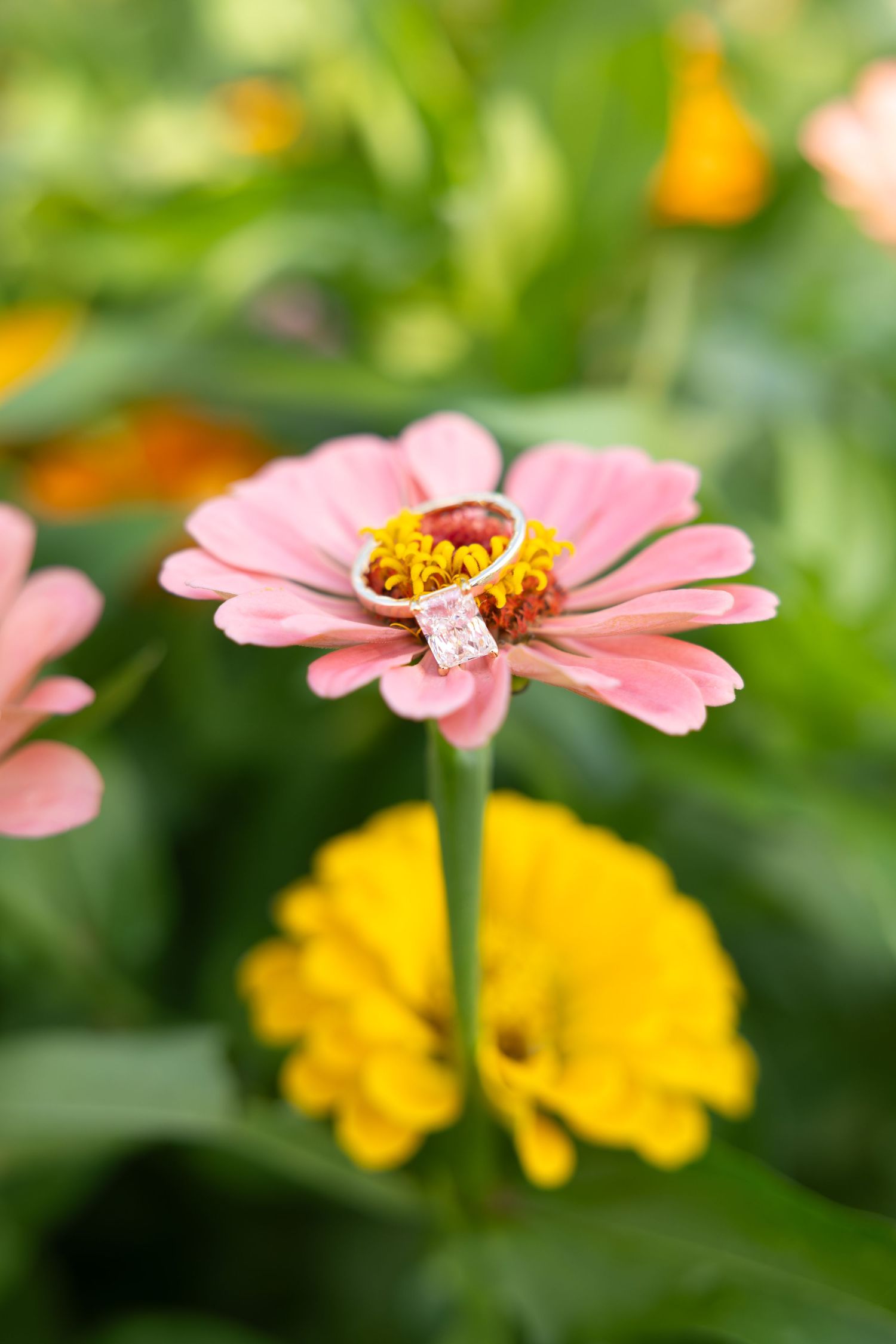 Diamond engagement ring resting on a pink zinnia flower with yellow center, surrounded by colorful garden blooms.