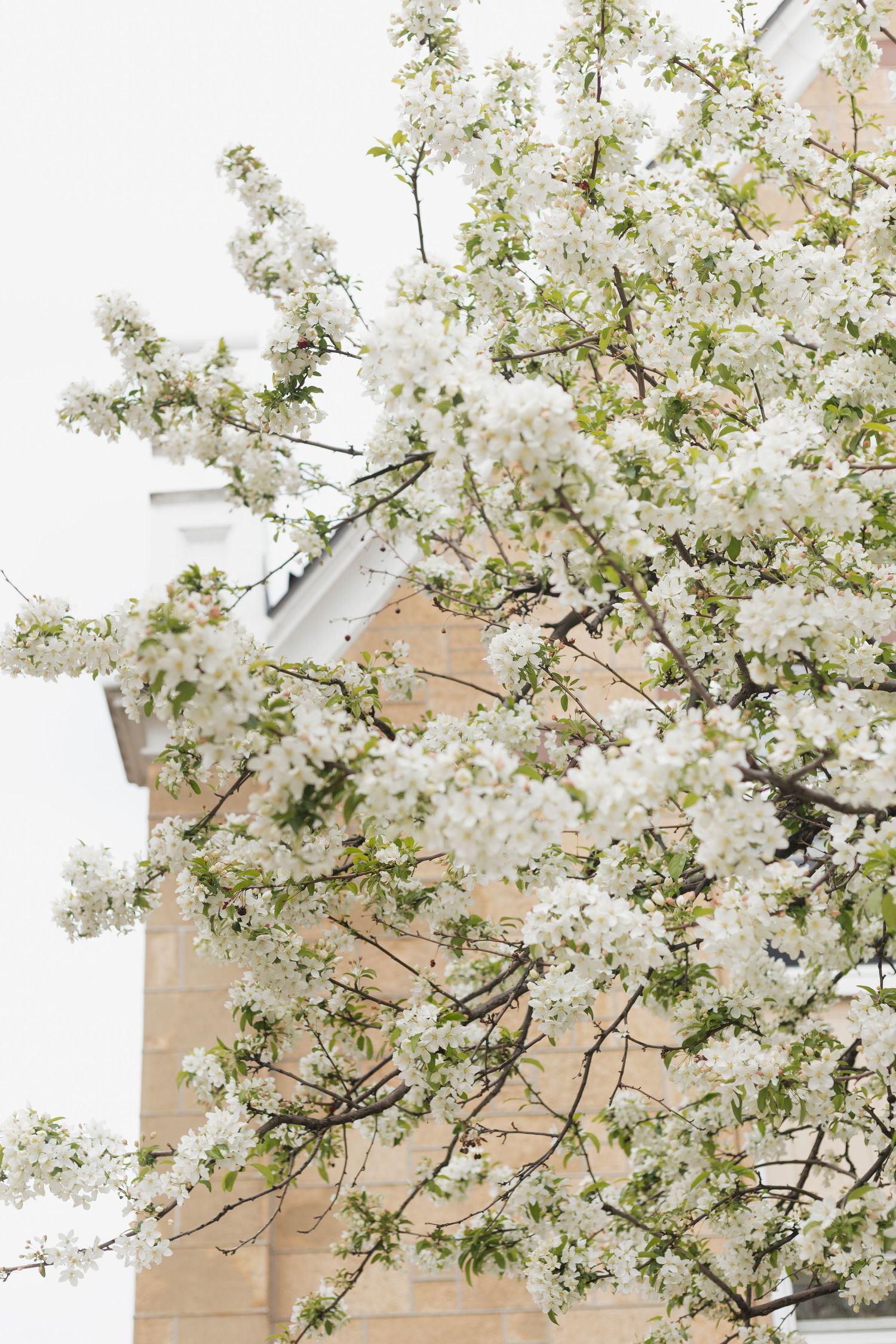 Delicate white cherry blossoms bloom against a soft blurred background in springtime.