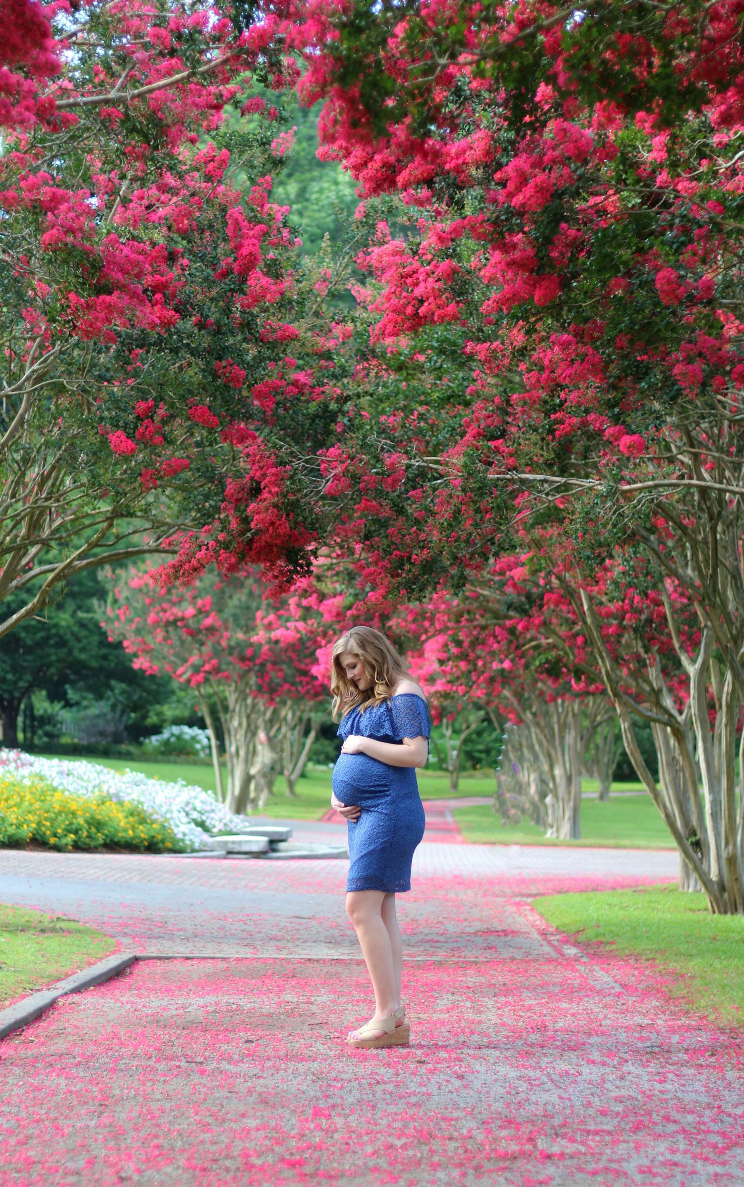 A maternity photo under flowering red crepe myrtle trees with fallen petals covering the walkway.