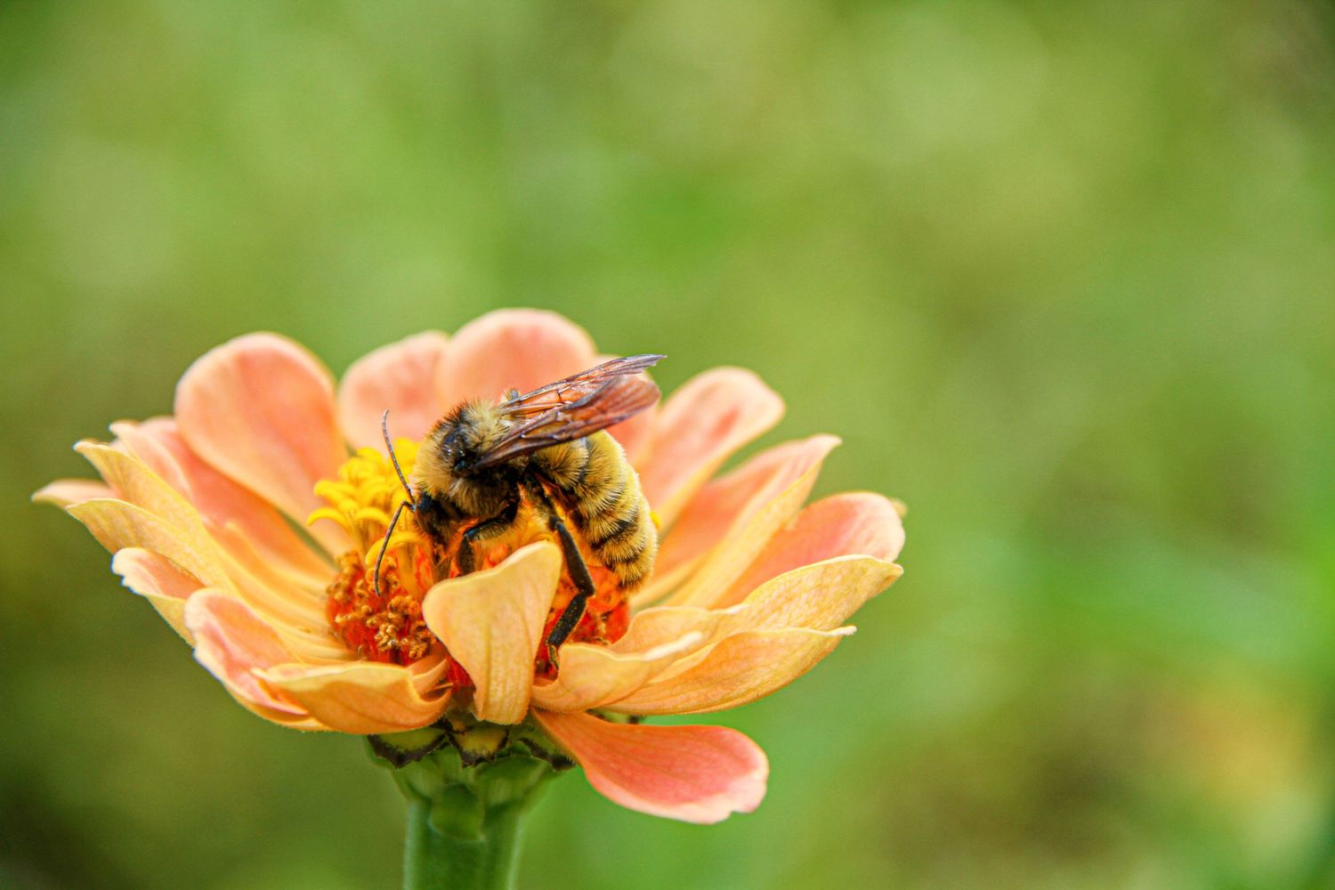 EarlyNatureWork1-Bumble Bee on Flower-Outdoor Family Photography-DC Barrone Photography-Taos, NM