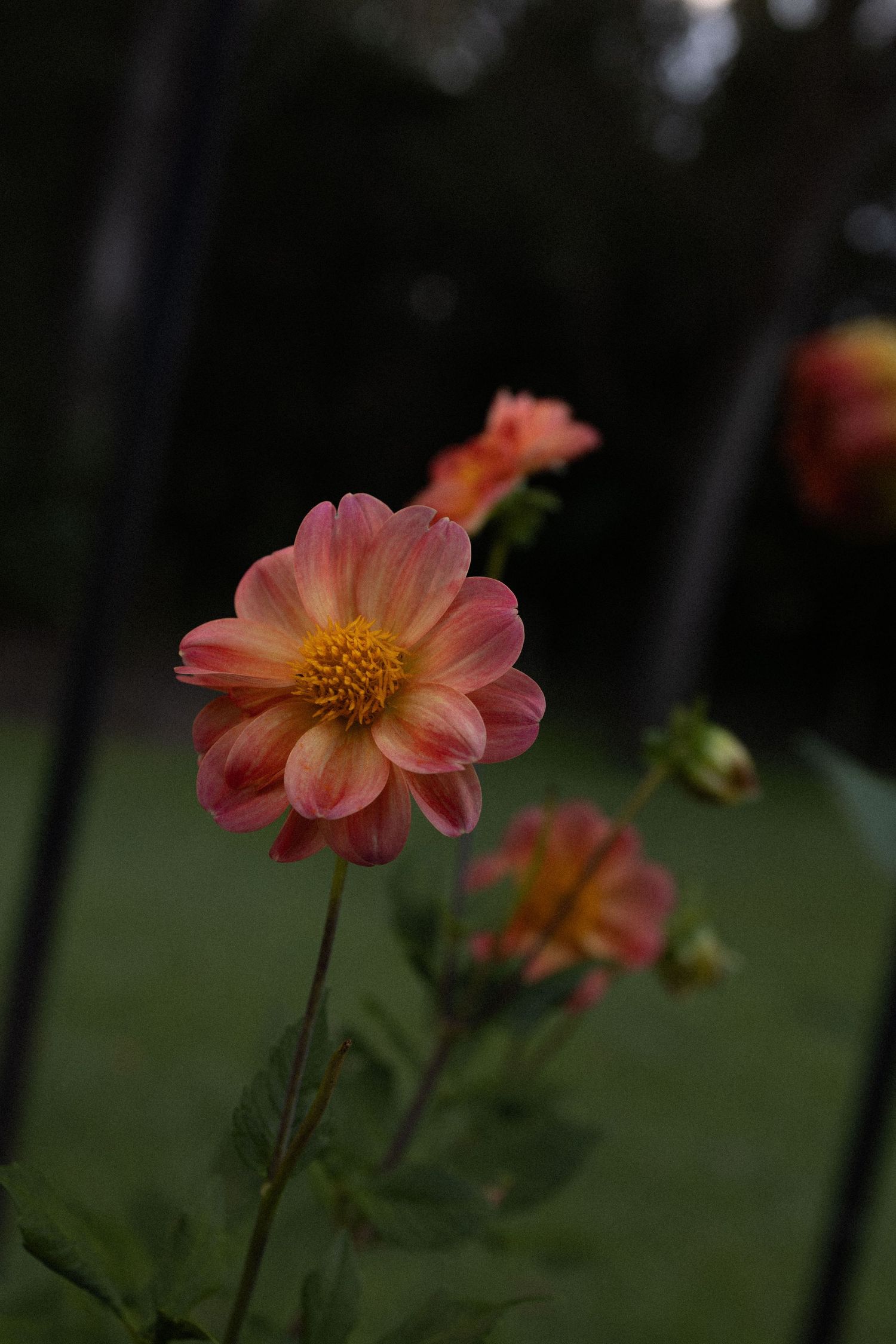 Close-up of a pink and orange dahlia flower in bloom with soft green foliage and a blurred garden background.