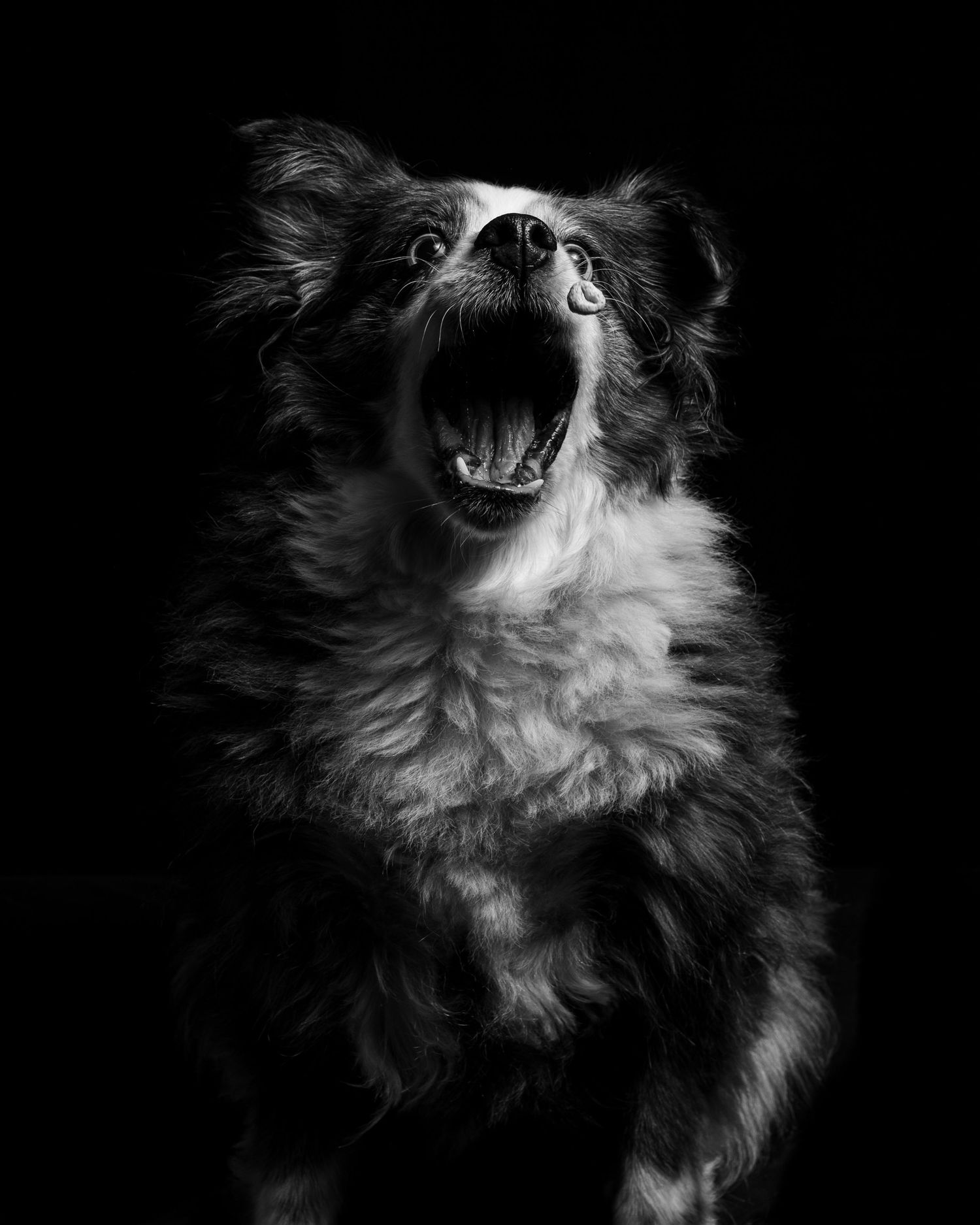 Black and white photo of dog catching treat