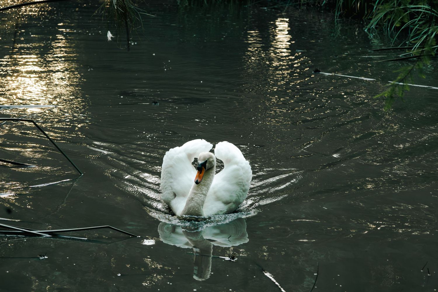 Two white swans touching beaks forming heart shape on shimmering pond water.