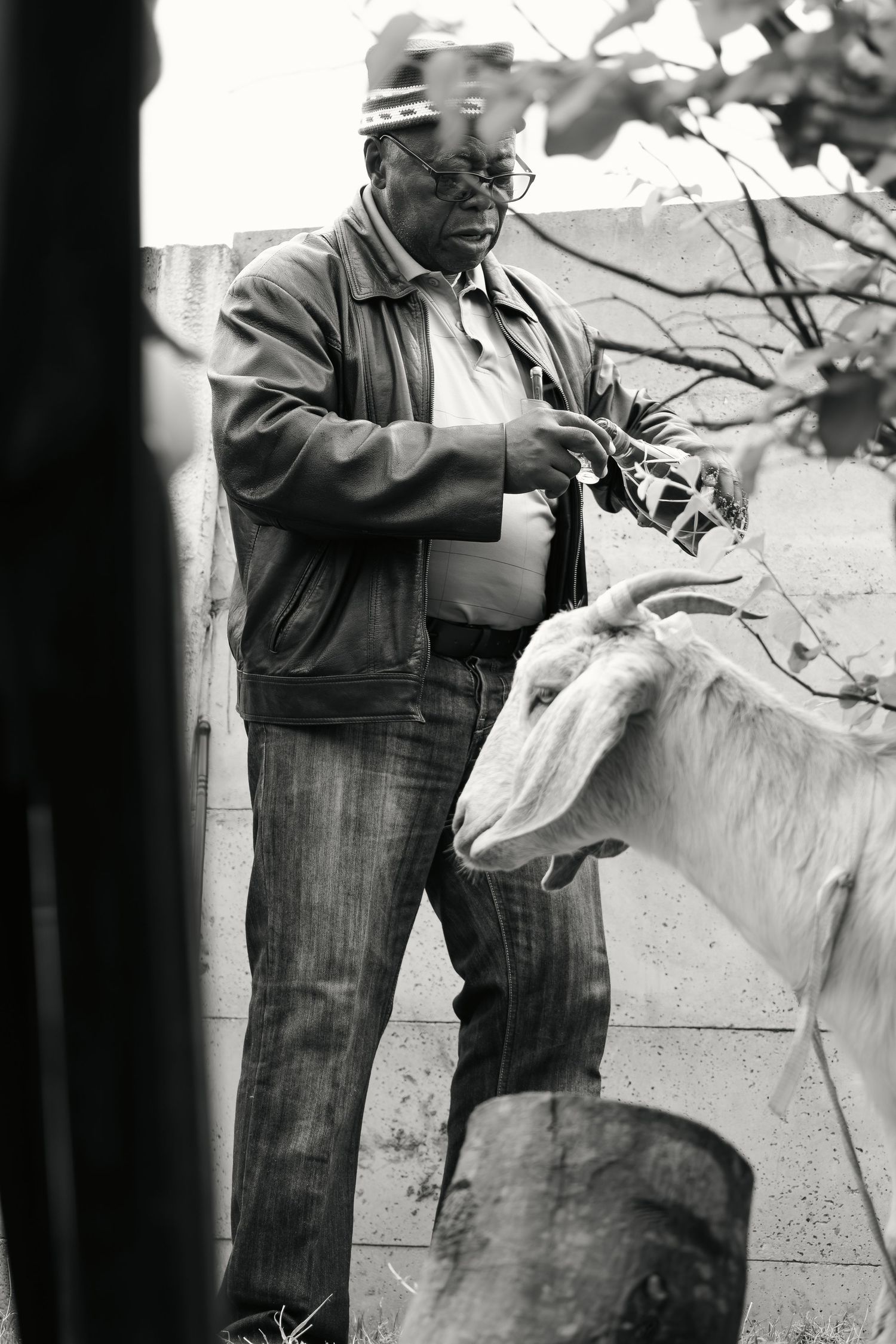 Black and white photo of elderly man feeding a white goat leaves in a backyard.
