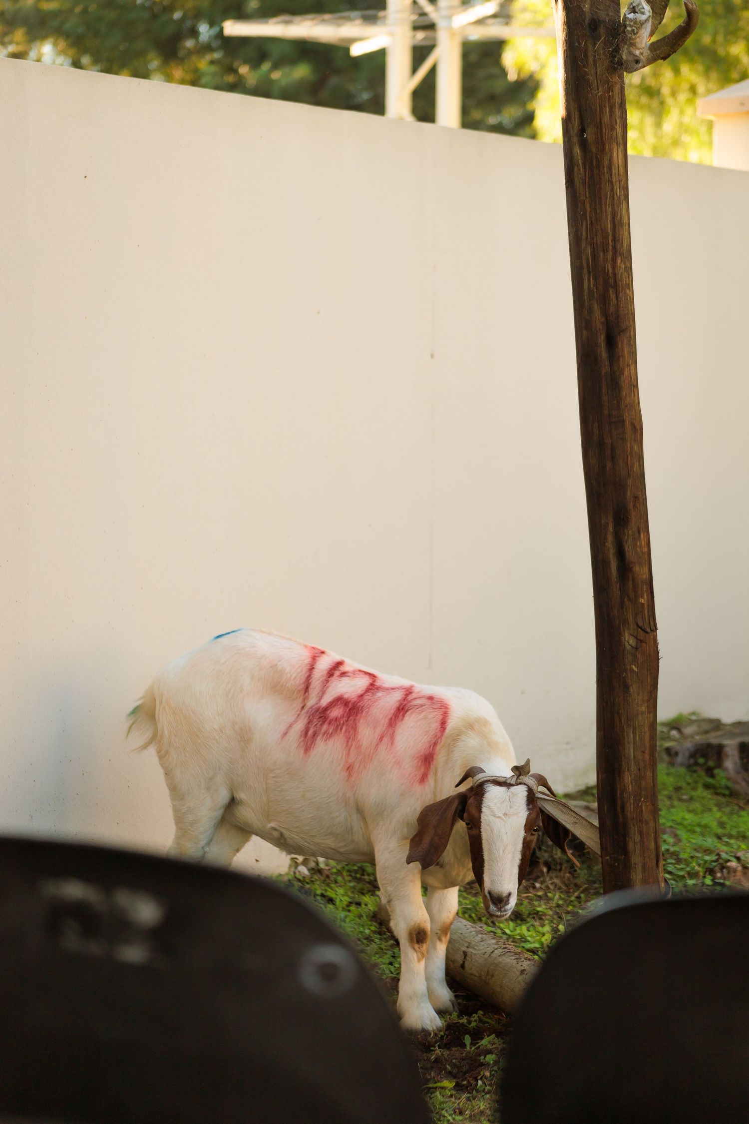 White goat marked with red paint tied to wooden pole at traditional African ceremony.