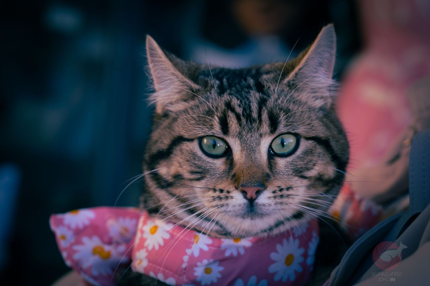 Close-up series of a tabby cat's face with striking blue eyes against a dark background.