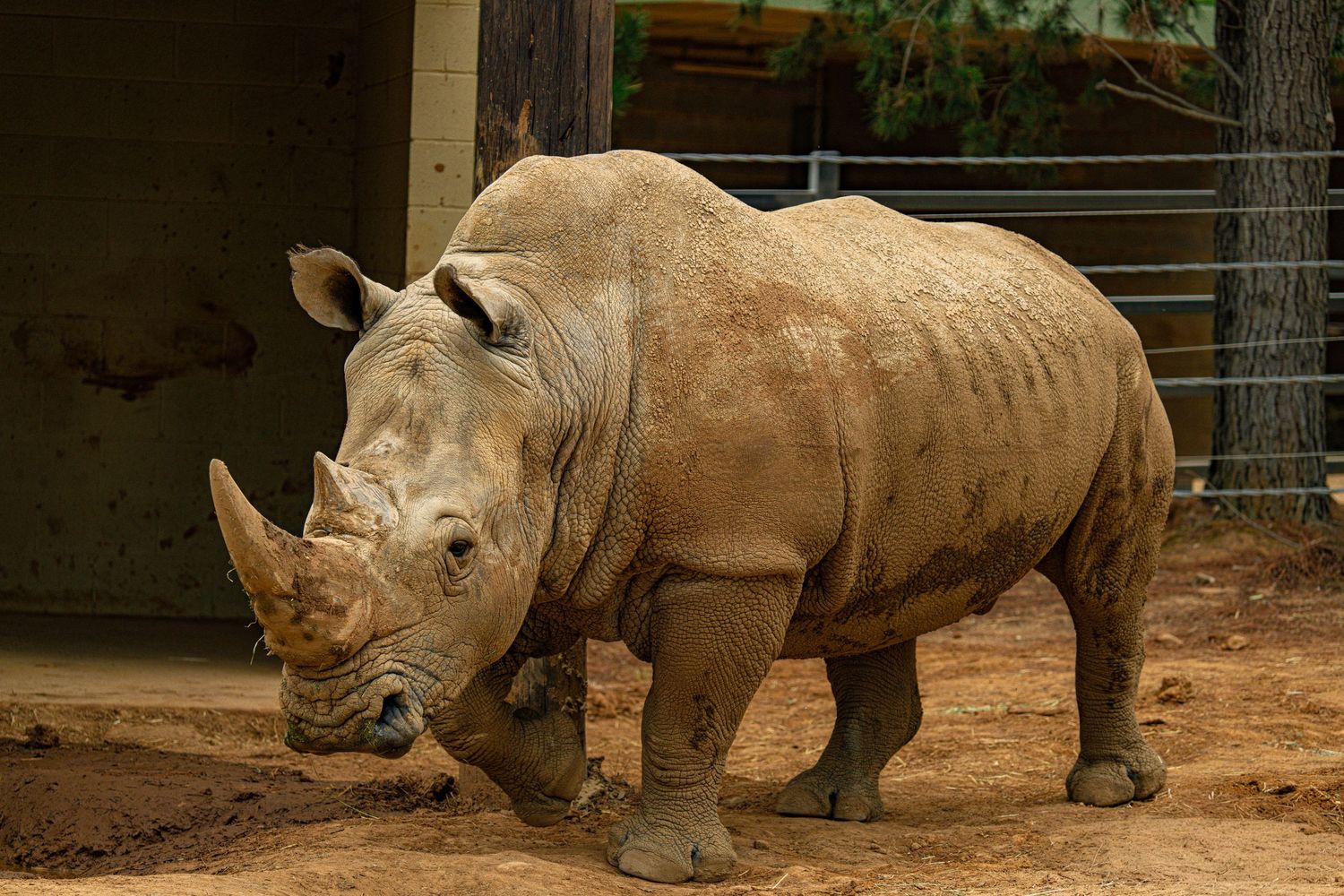Rhinoceros herd standing together in dusty enclosure at wildlife sanctuary.