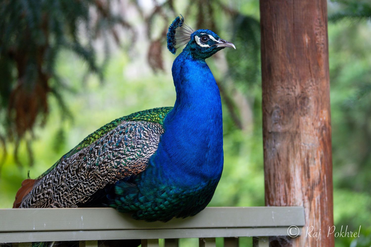 A majestic blue peacock displays its colorful feathers while perched on a wooden structure.