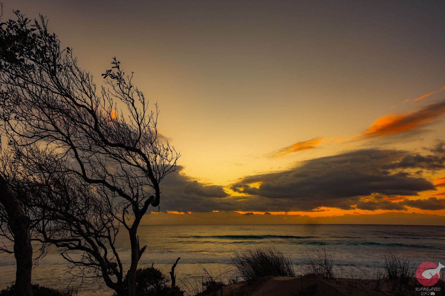 Dramatic sunset silhouette of twisted trees against an orange and golden sky over the ocean.