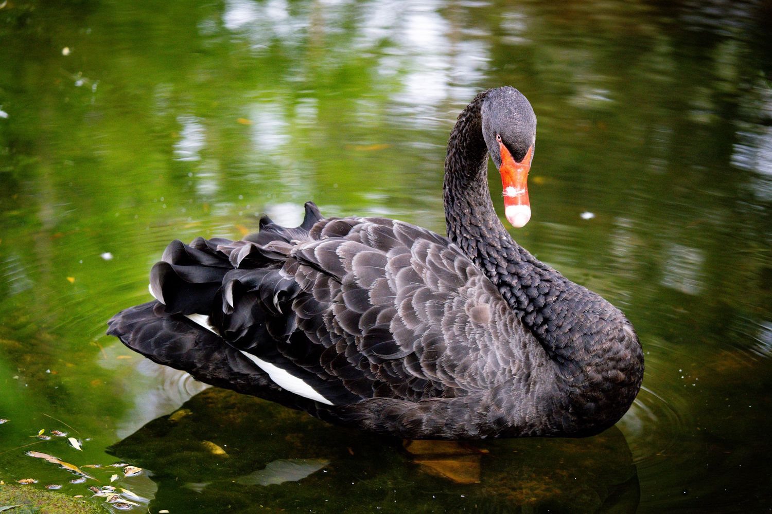 Black swan gliding across green pond water with rippled reflections.