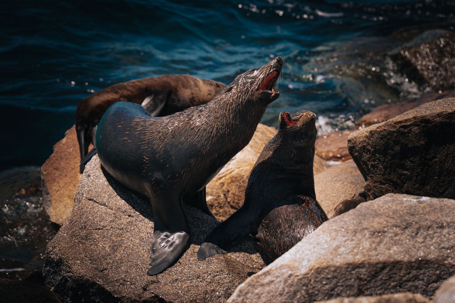 Sea lions basking on dark rocky shoreline near ocean waters.