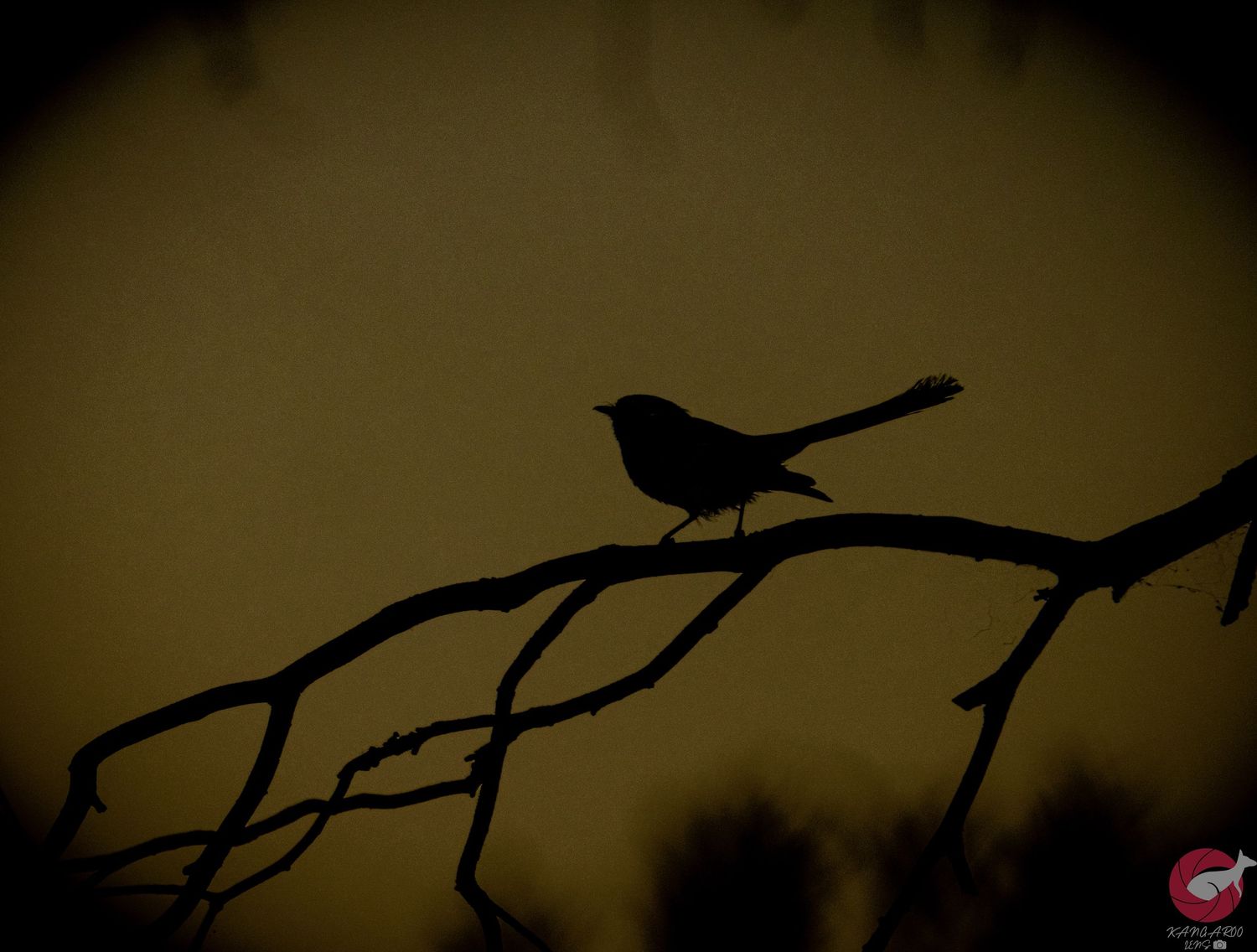 Silhouettes of birds perched on tree branches against a dark moody background.
