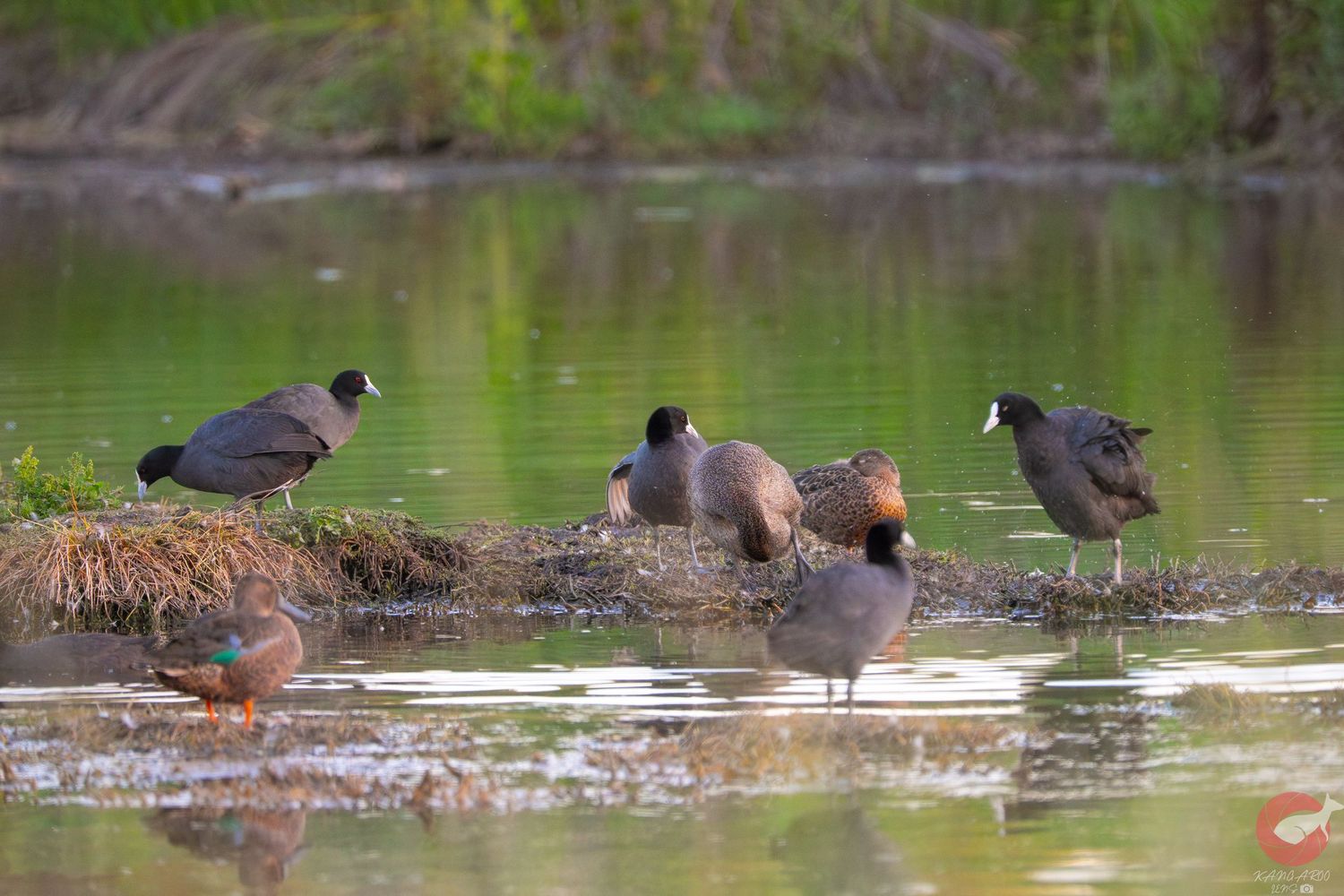 Several dark-colored waterfowl wade through shallow green water near vegetation.