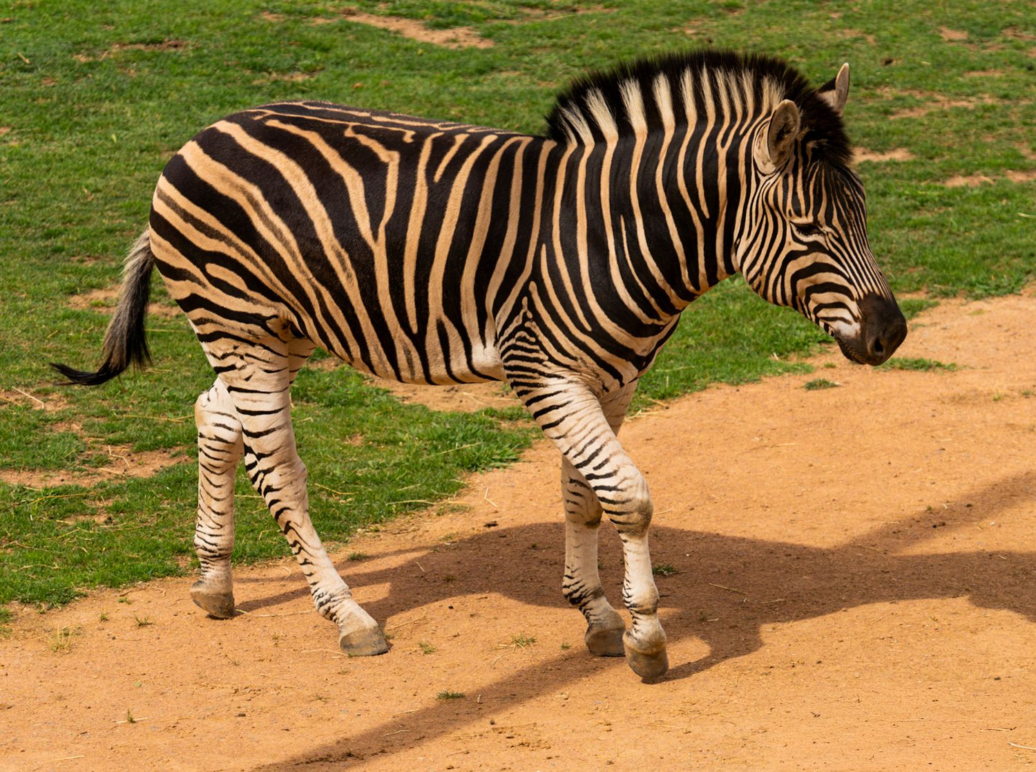 Group of zebras walking in single file on dirt path through grassy savanna.