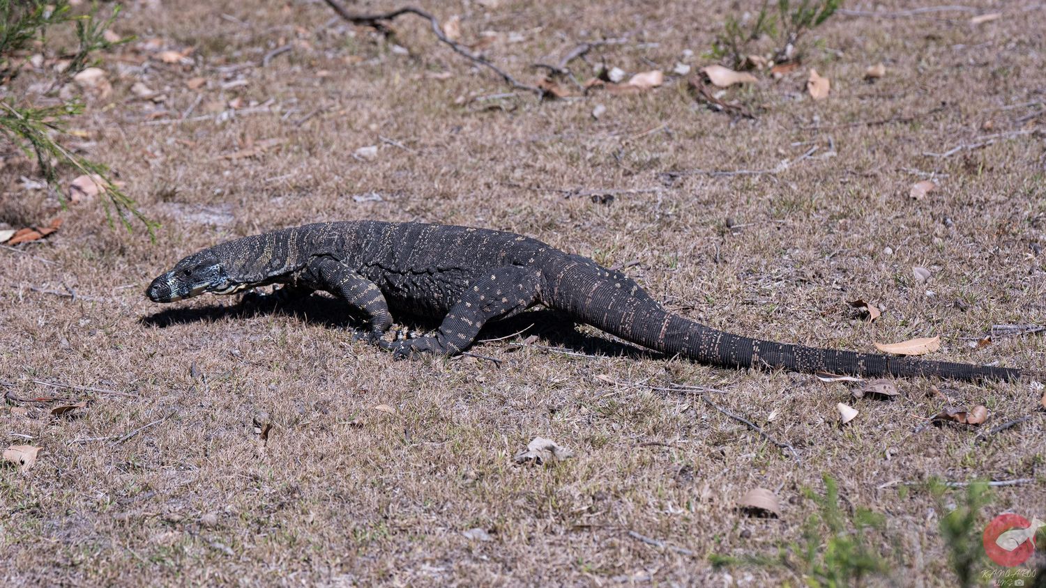 A large alligator rests on rocky ground in its natural habitat.