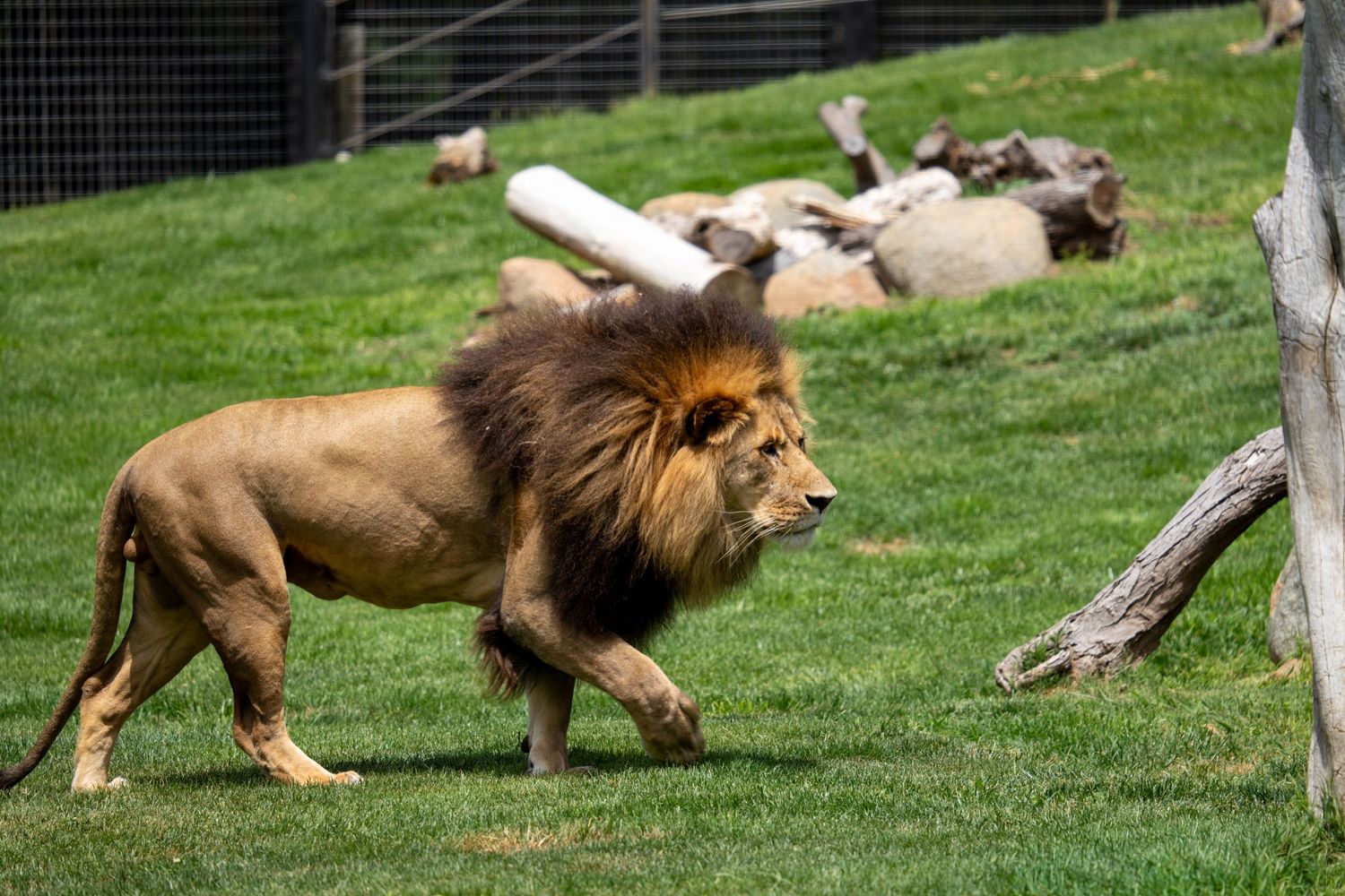 Pride of lions resting and lounging on grassy hillside in natural habitat.