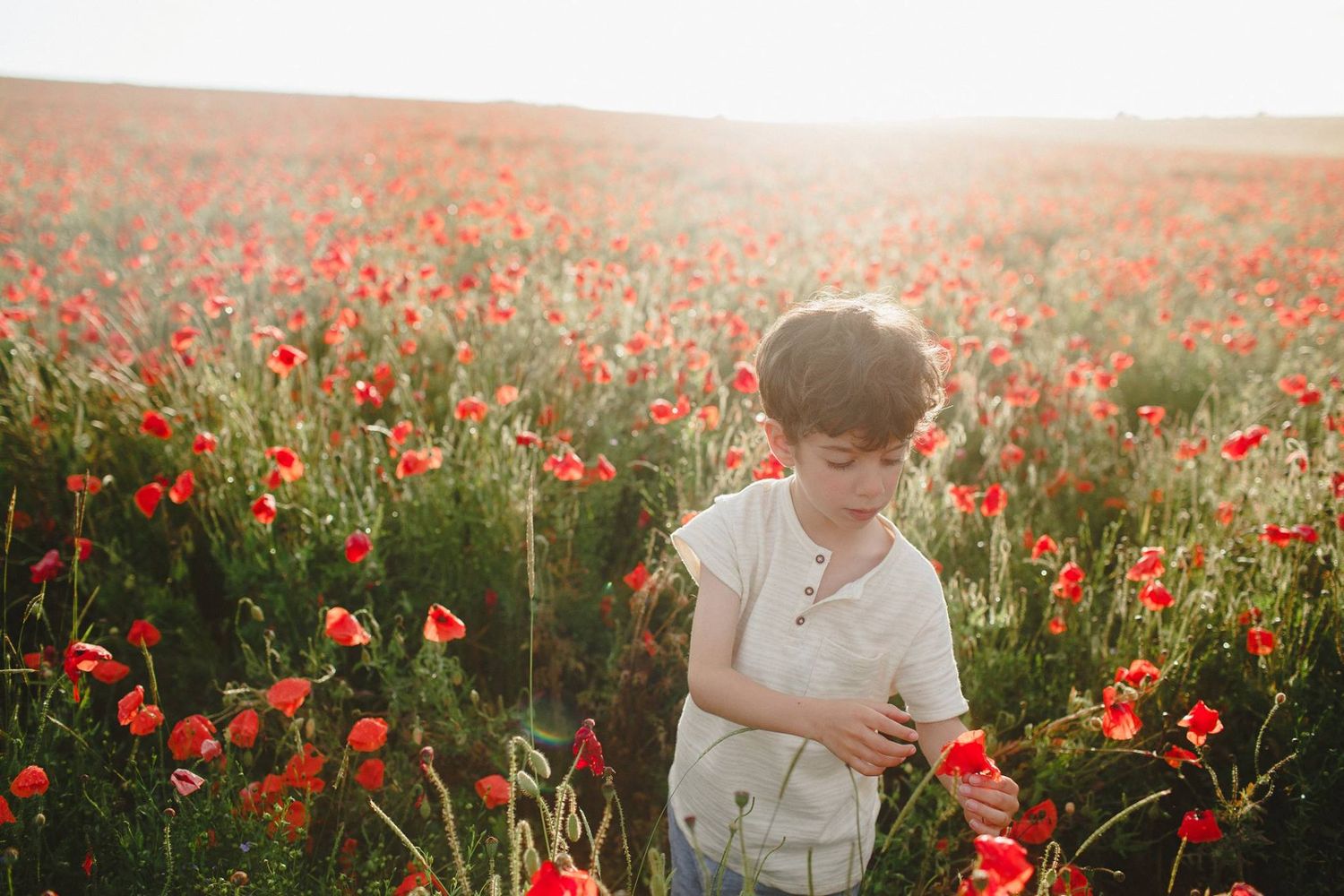 Young boy walking through a poppy field during an outdoor family photography session in Essex near Saffron Walden
