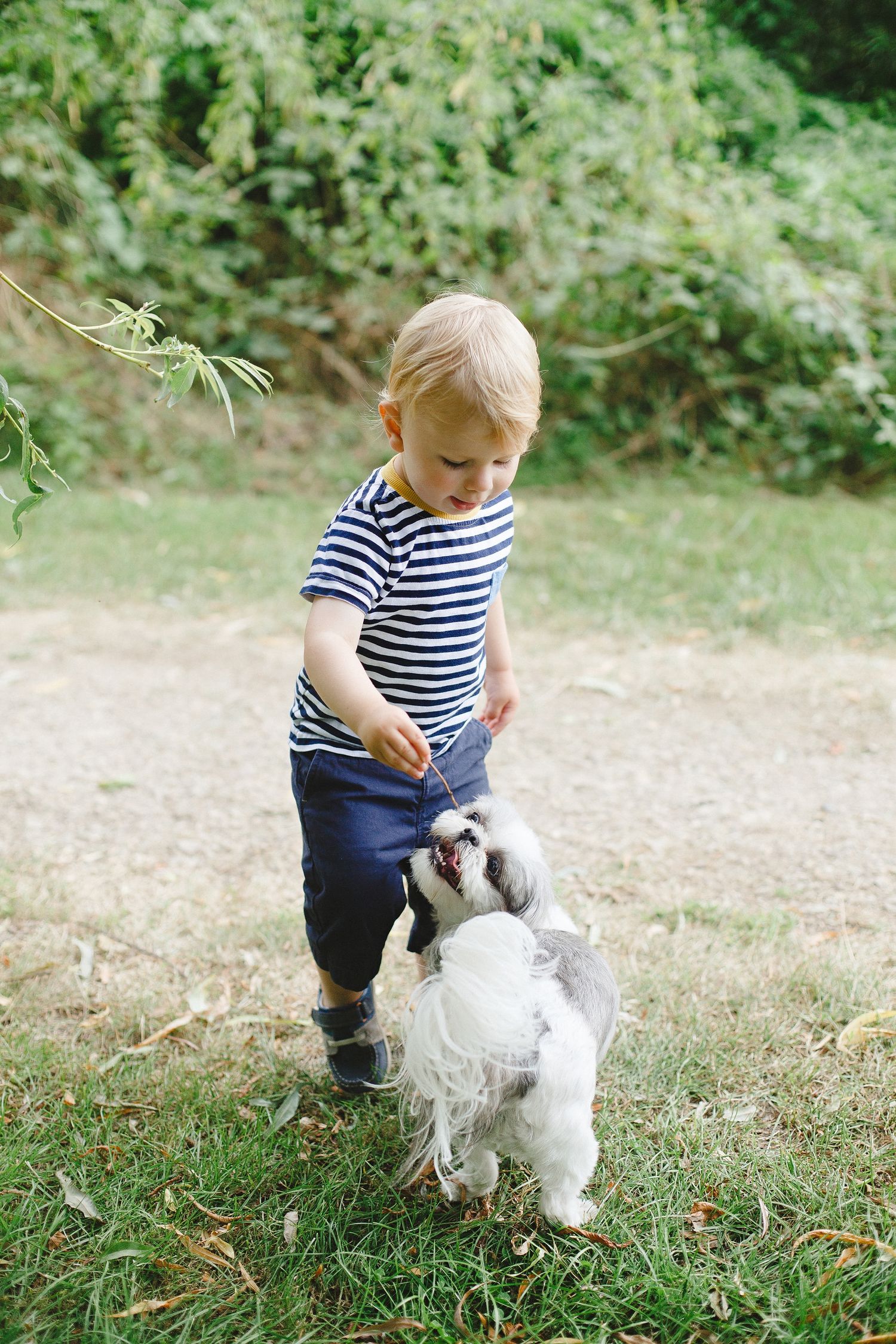 Toddler in striped shirt playing with a Shih Tzu dog on green grass in a sunny outdoor park setting.