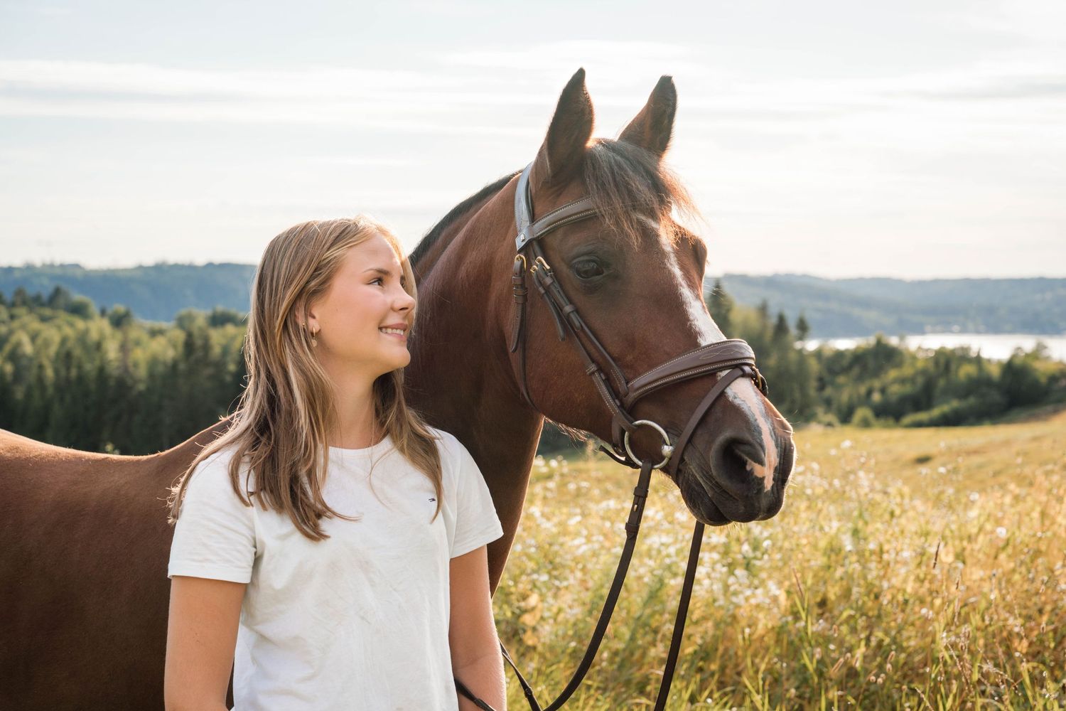 A brown horse with bridle stands in a golden field during sunset with mountains in background.