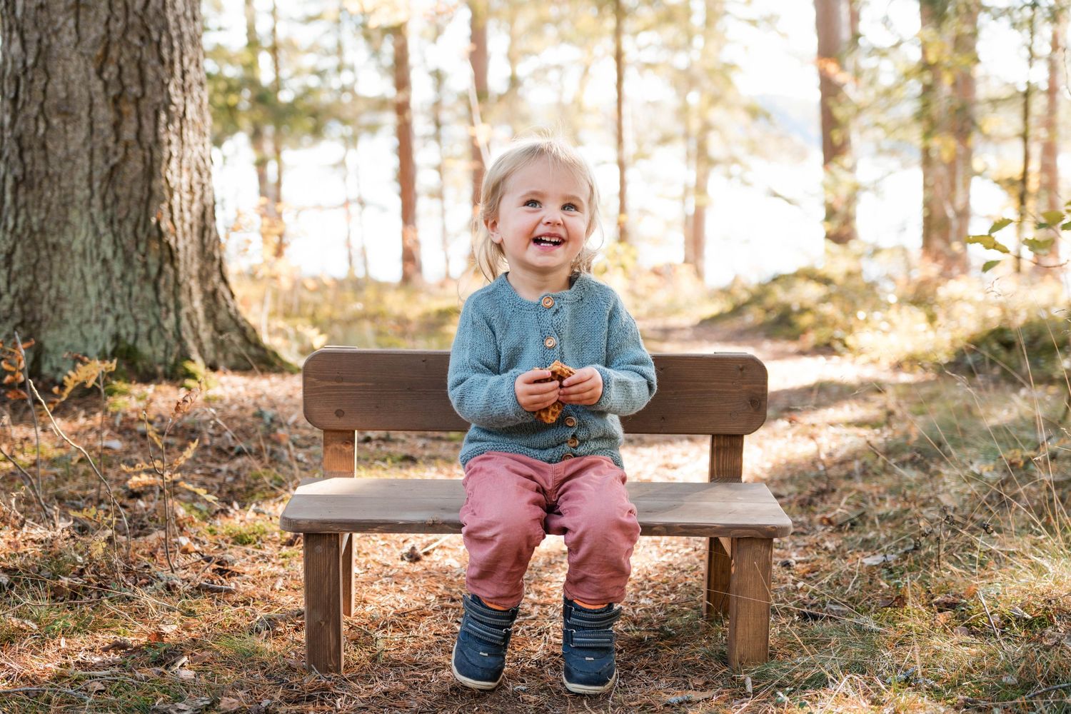 A wooden bench sits among pine trees in a sunlit forest during golden hour.