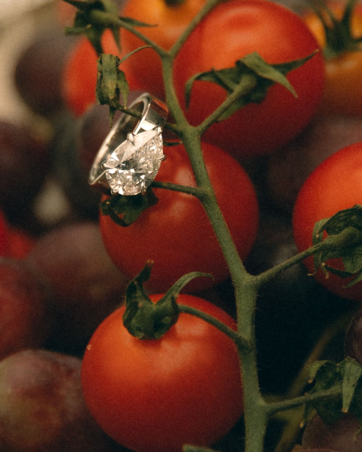 Diamond engagement ring resting on fresh cherry tomatoes on the vine, sparkling gemstone against vibrant red tomatoes.