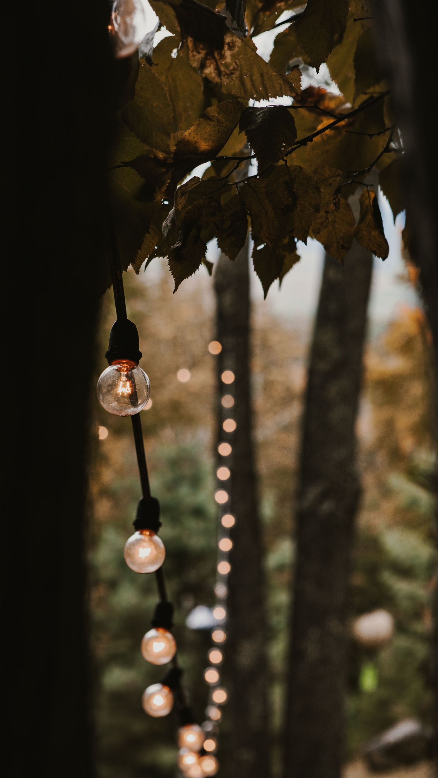 String lights hang from tree branches creating a magical ambiance in a dark forest setting.