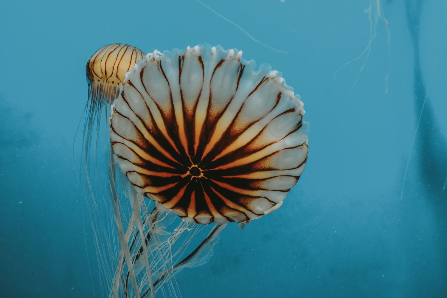 A striking compass jellyfish with brown radial markings and long tentacles drifting in blue water.