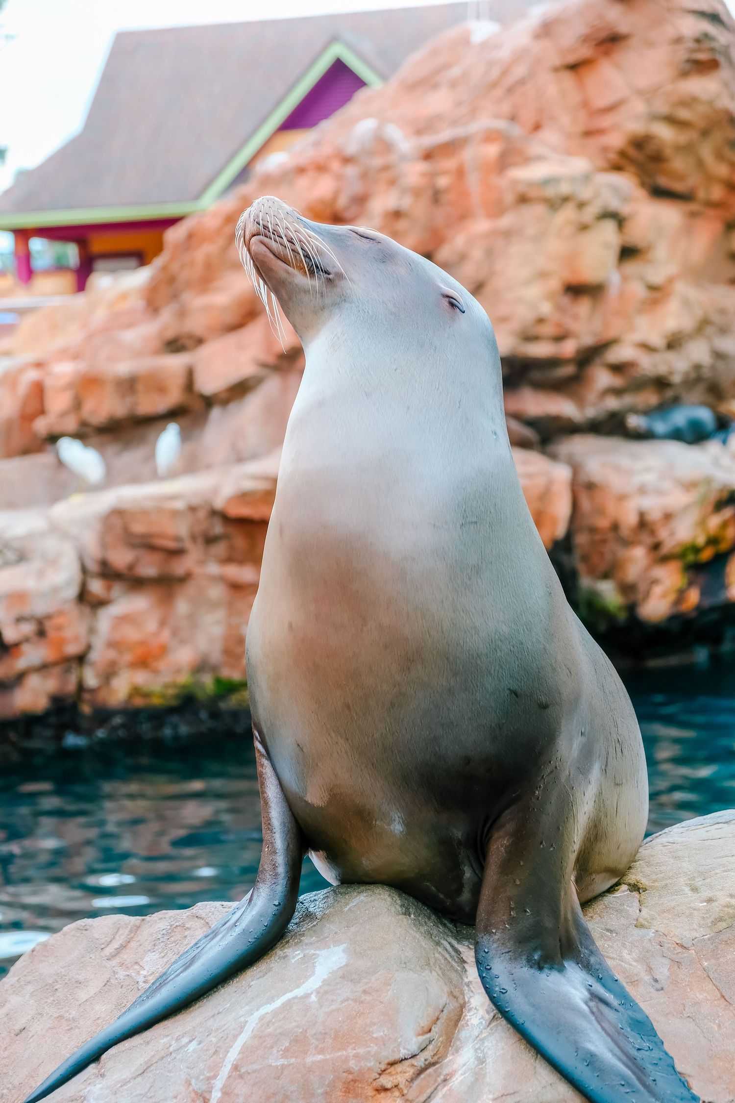 California sea lion posing gracefully on a rock at a marine park with colorful buildings in background.