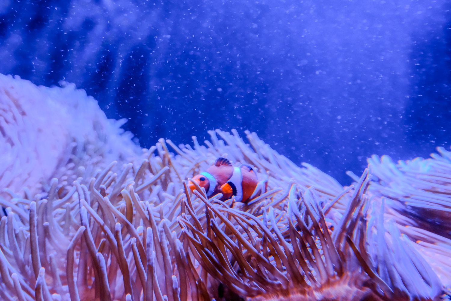 A clownfish nestled among swaying sea anemone tentacles in a deep blue aquarium tank.