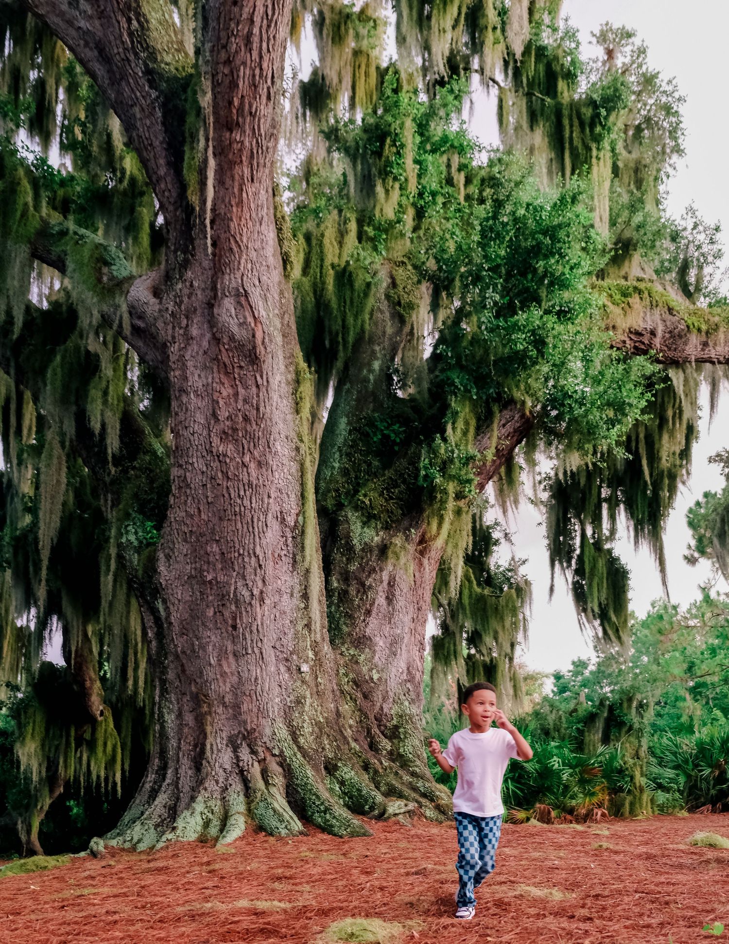 A young child runs joyfully beneath massive Spanish moss-draped trees on red soil.