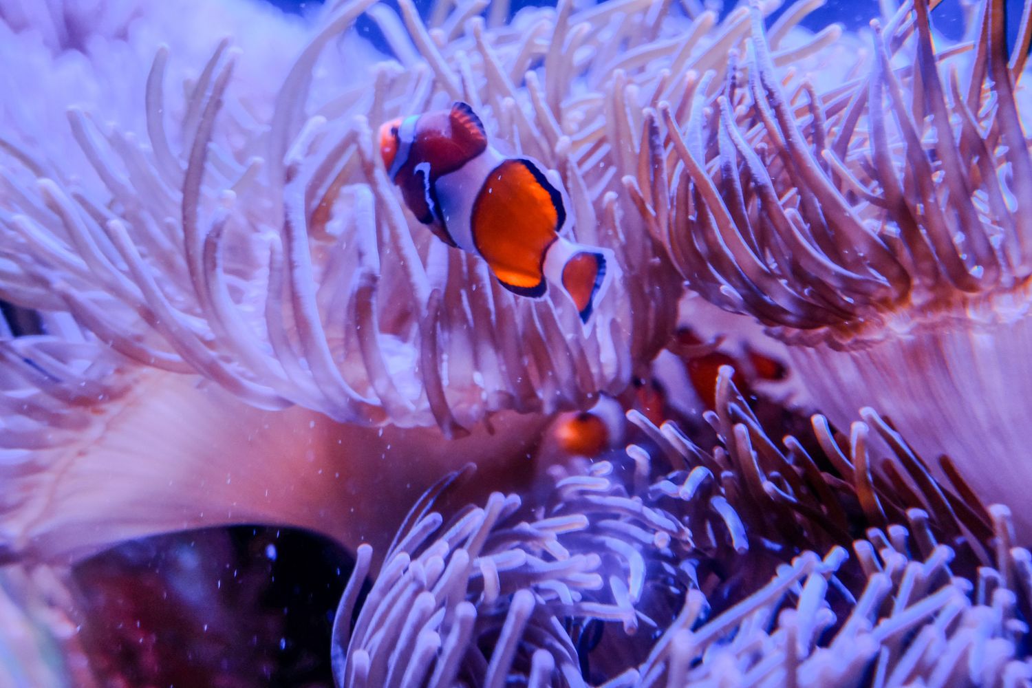 A clownfish peeking through white sea anemone tentacles in a purple-hued aquarium.