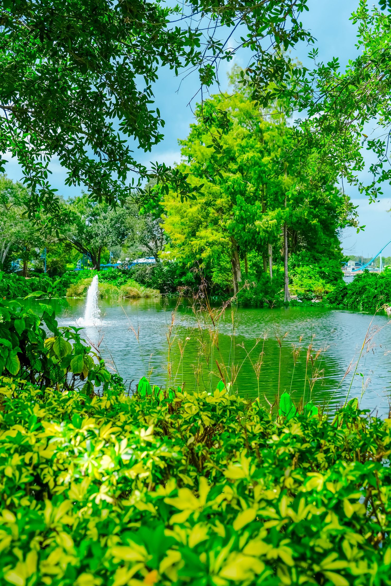 Serene park pond with a fountain surrounded by vibrant green trees and foliage.