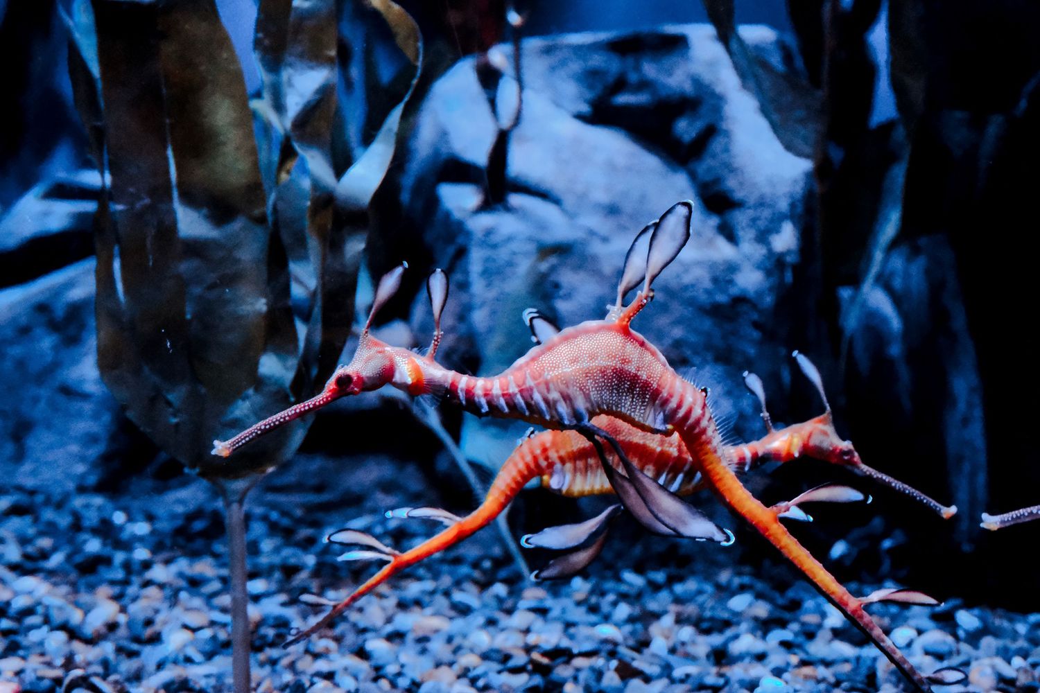 A vibrant red and orange weedy sea dragon swimming among dark aquatic plants in a blue-lit aquarium.