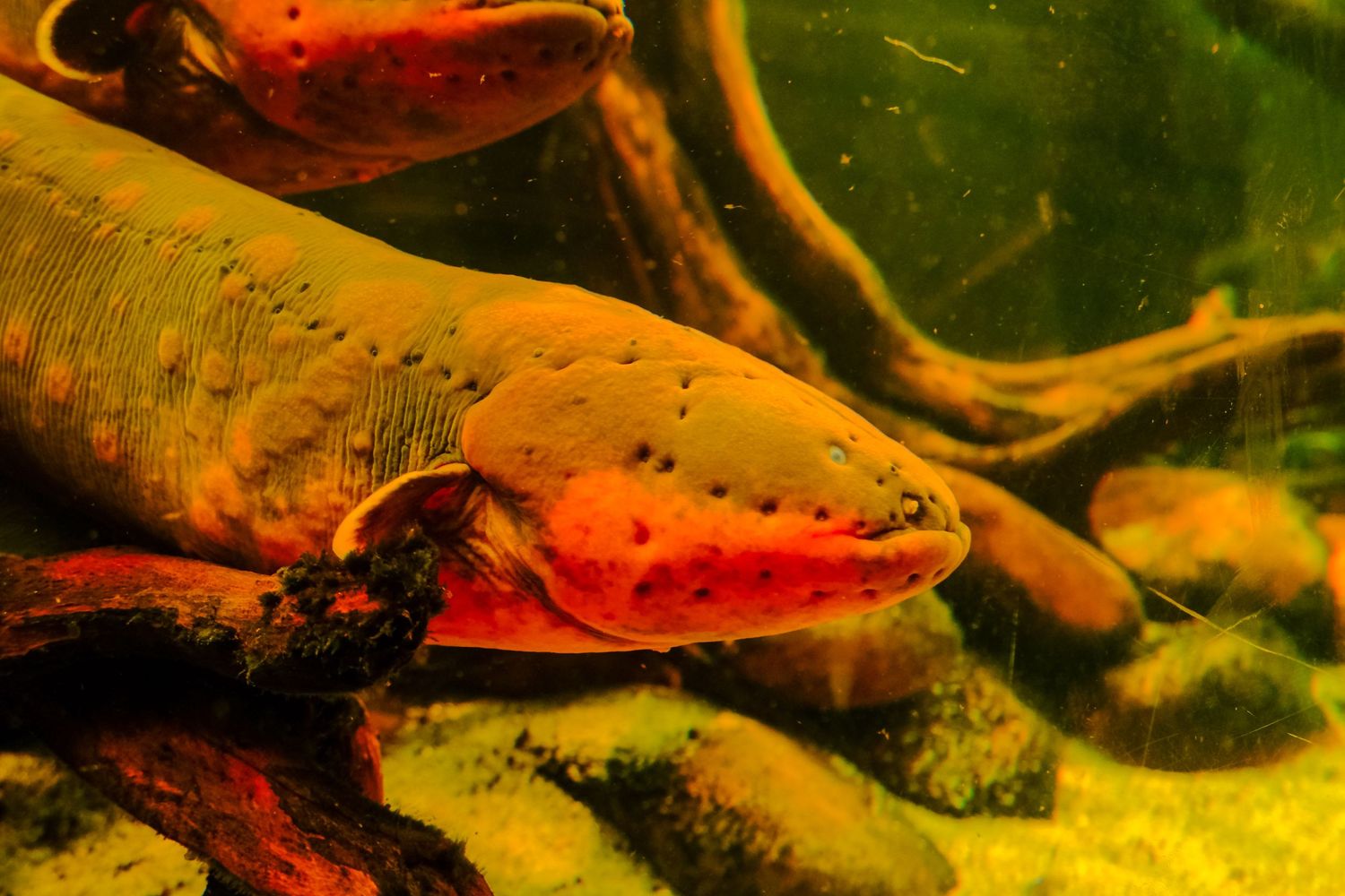 A close-up of a large electric eel with textured olive-green skin in an aquarium.