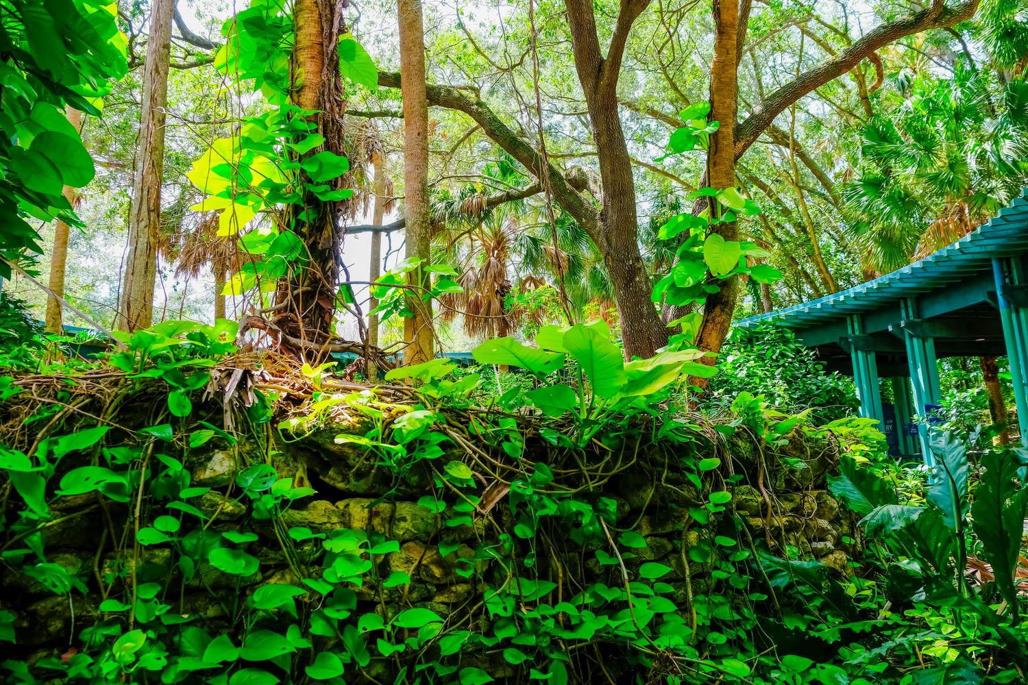 Lush green ivy and tropical plants growing over a stone wall in a forest garden.