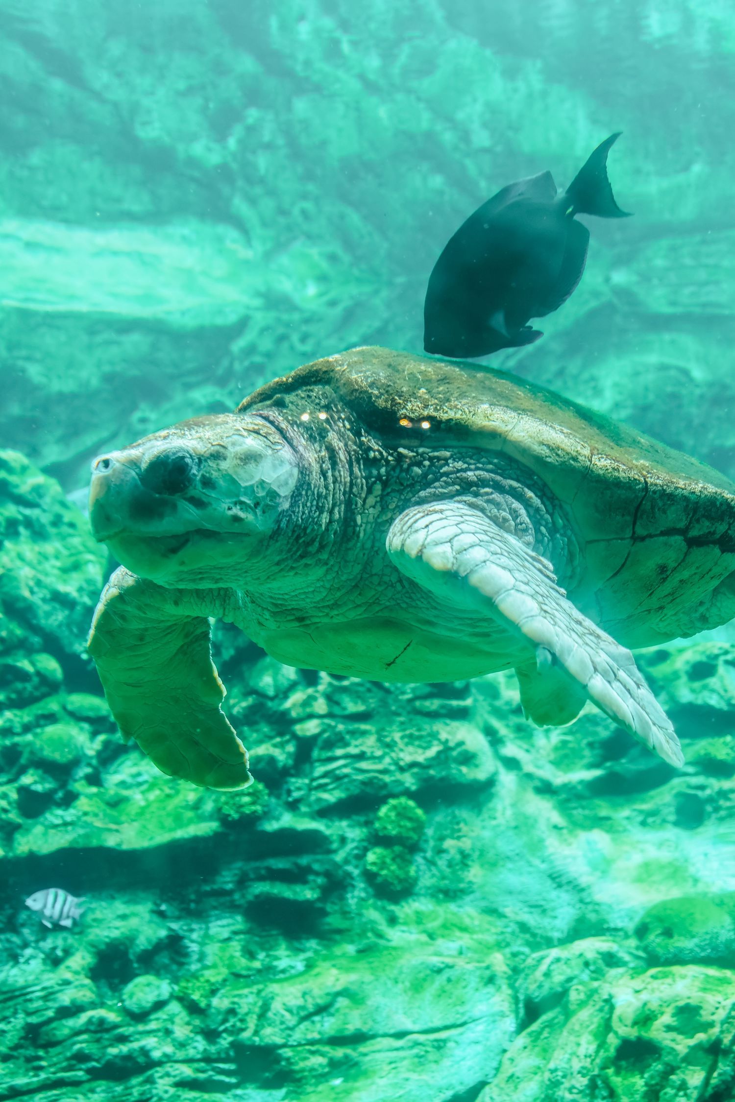 Large sea turtle swimming gracefully underwater alongside a dark tropical fish in a clear aquarium tank.