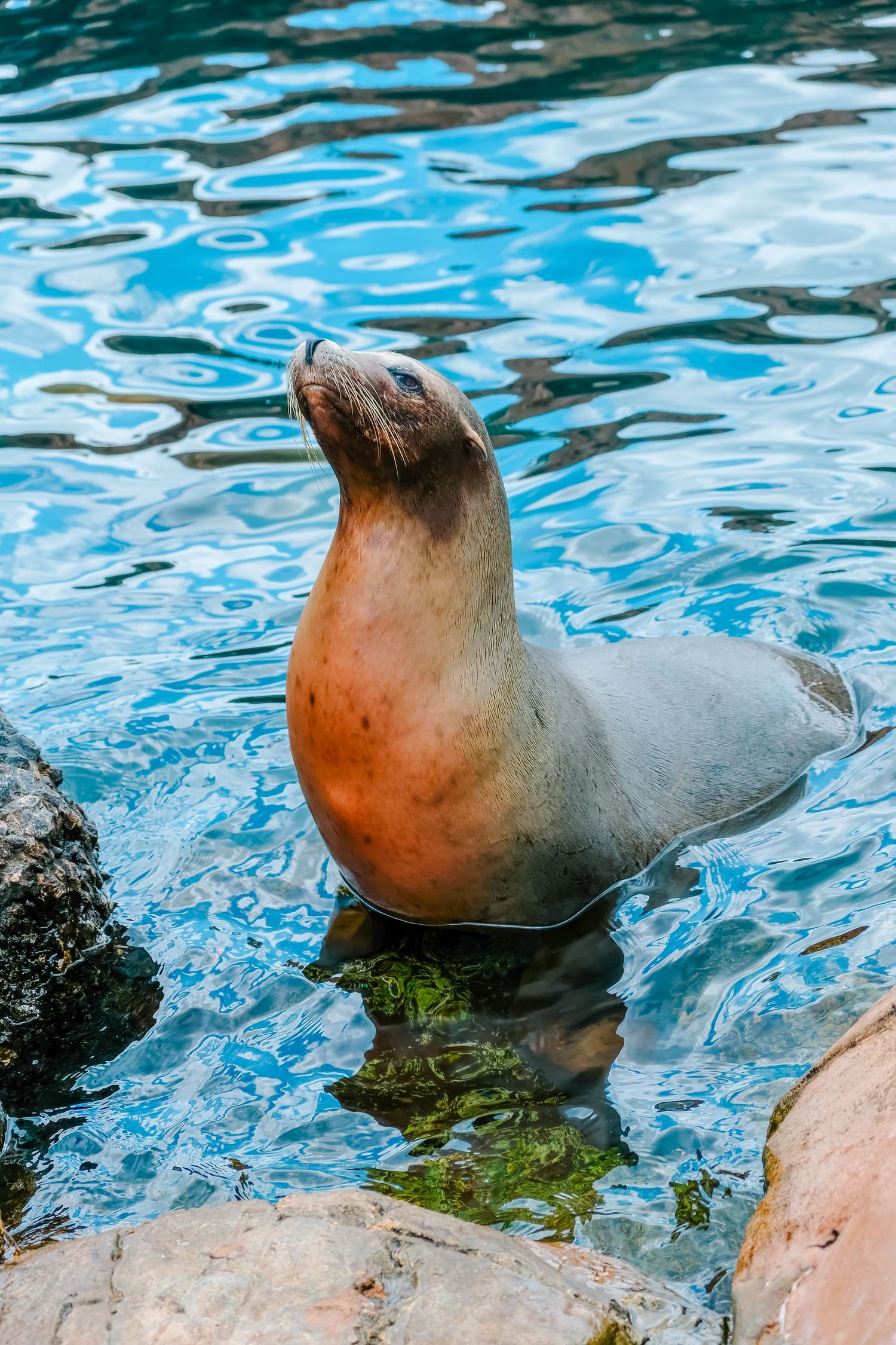 Sea lion emerging from blue rippling water at a marine park, looking upward near rocky shoreline.