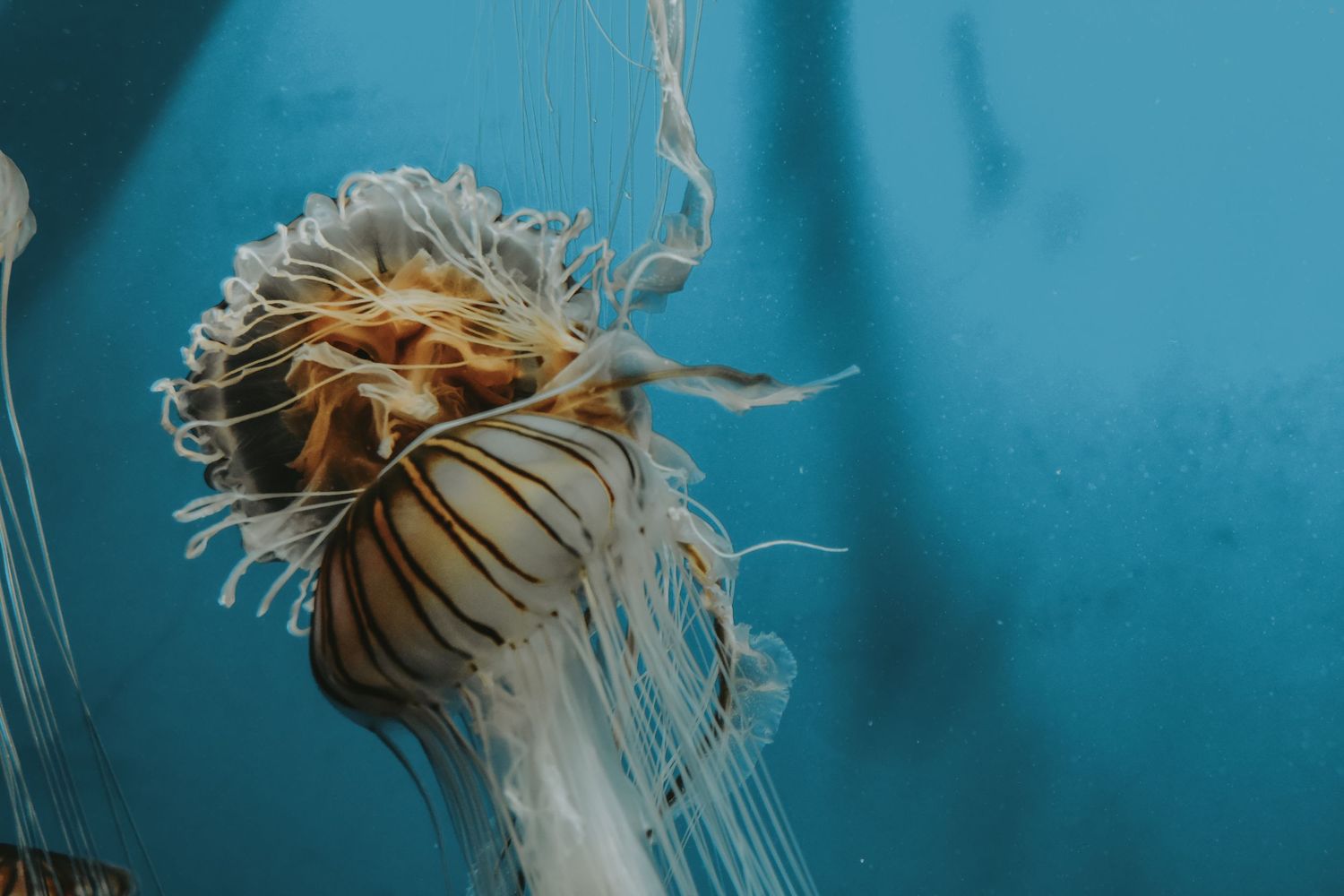 A delicate jellyfish with long trailing tentacles floating in clear blue aquarium water.