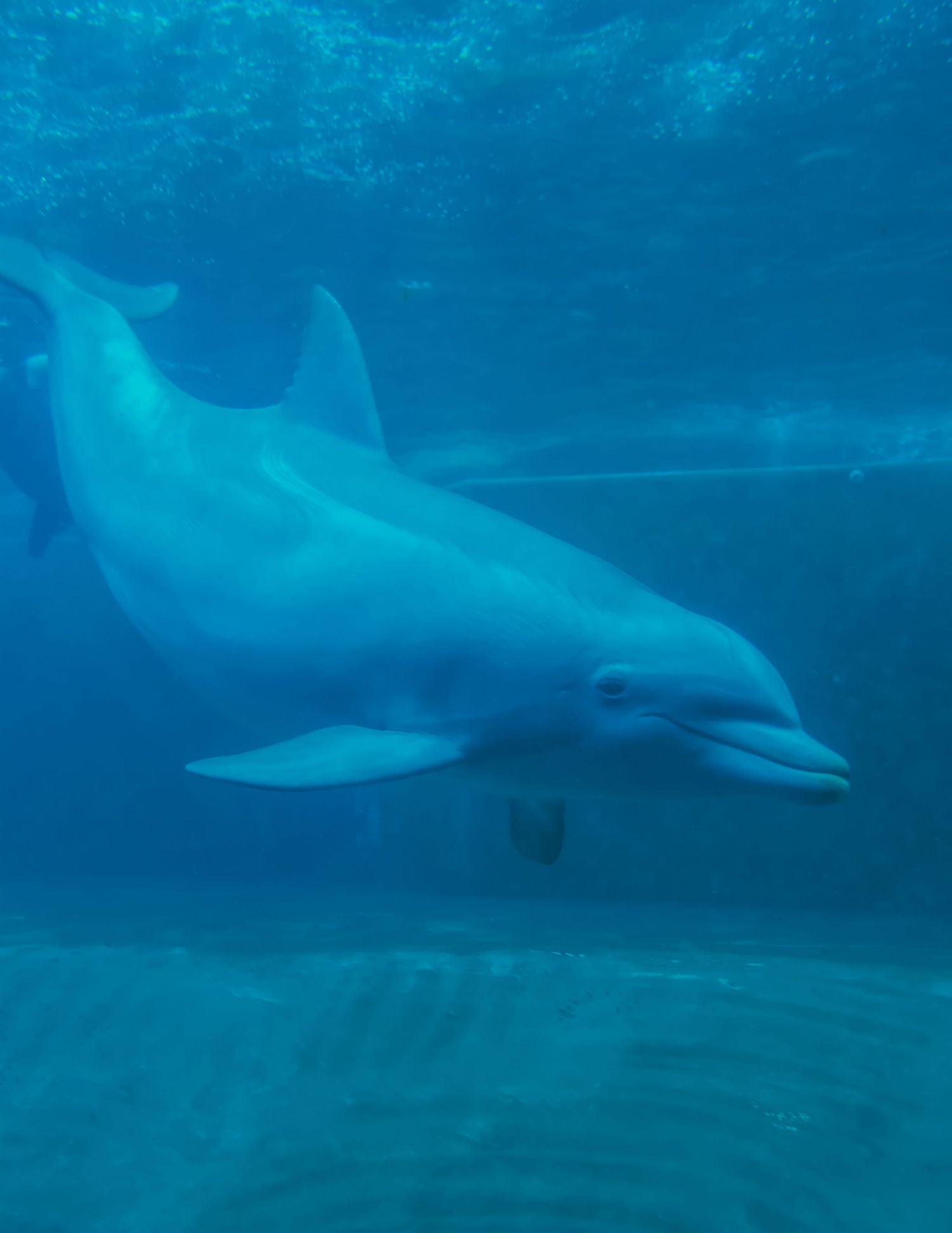 A bottlenose dolphin swimming gracefully underwater in a clear blue aquarium tank.