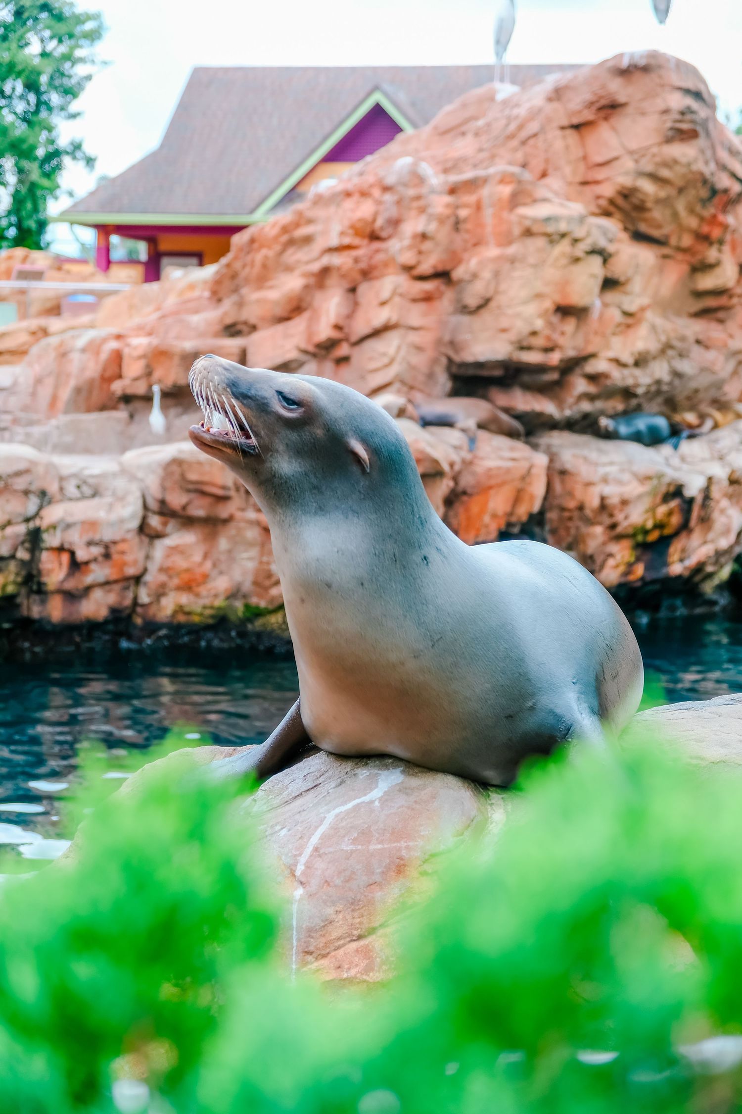 A sea lion perched on rocks with mouth open at a zoo or marine park, with colorful buildings and rocky backdrop.
