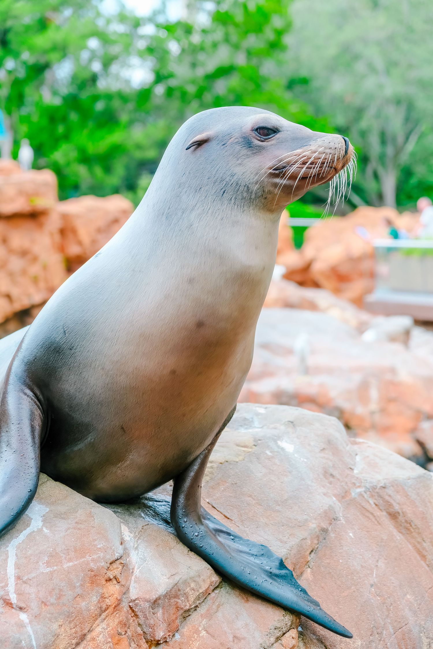 California sea lion sitting upright on rocky surface at an outdoor marine exhibit surrounded by greenery.