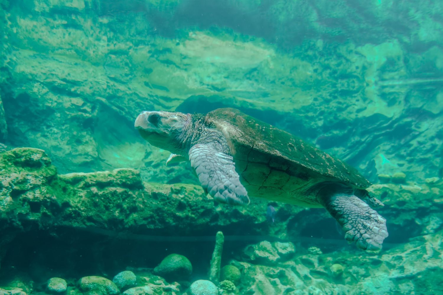 Green sea turtle gliding through crystal clear turquoise water over rocky coral reef in an aquarium exhibit.