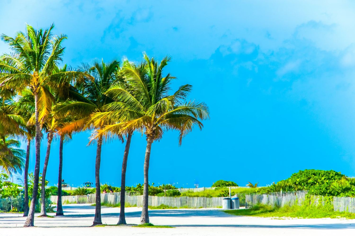 Tall palm trees line a sandy beach path under bright blue skies in a tropical paradise setting.