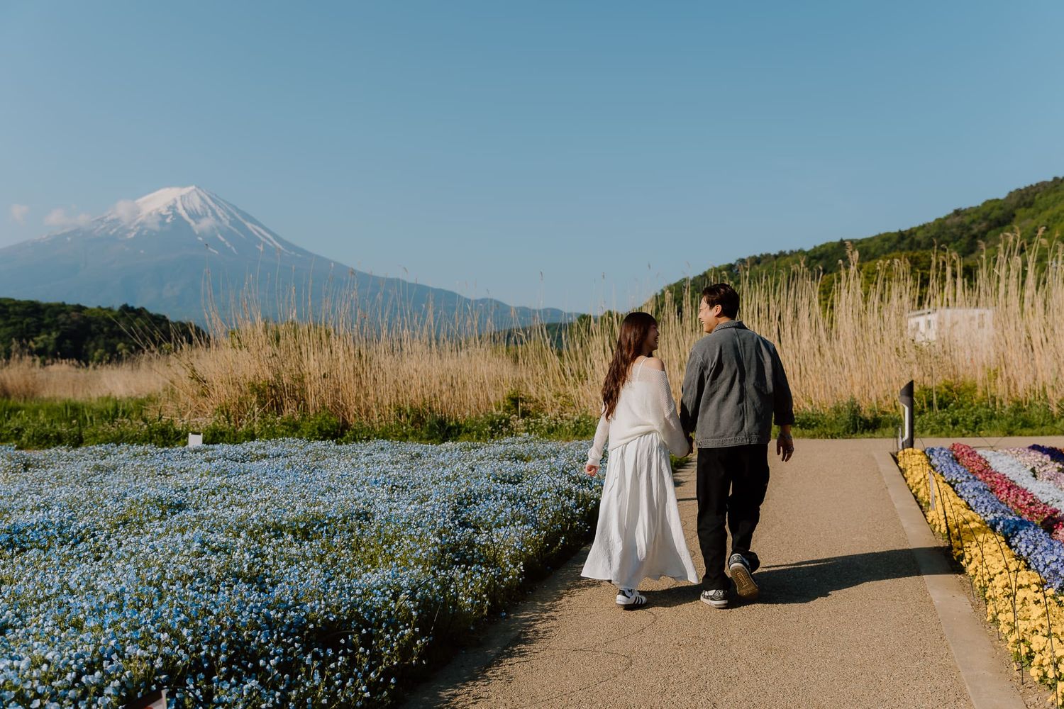 Couple walking hand in hand through flower fields with Mount Fuji in the background on a clear day.