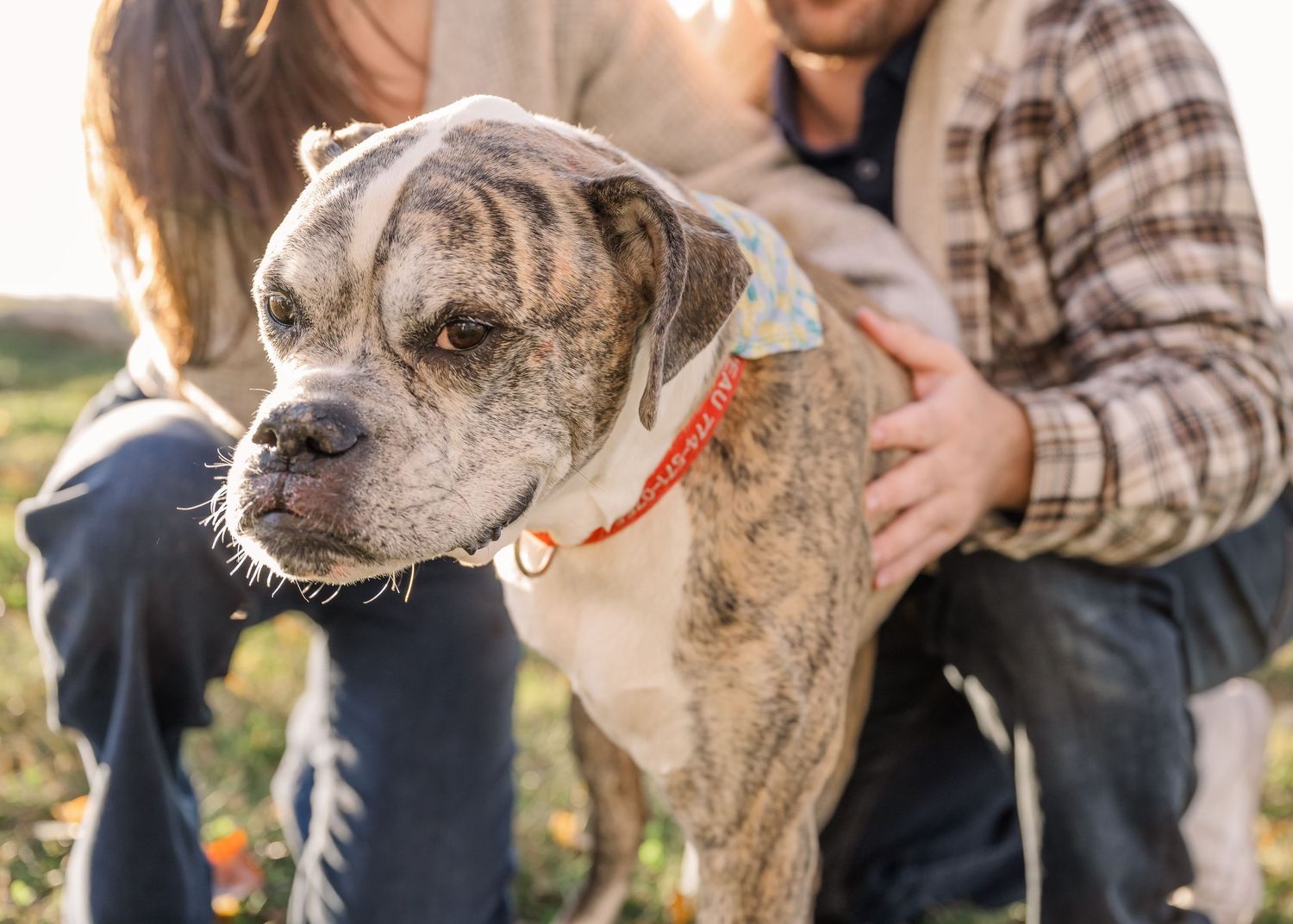A brindle pit bull wearing a red collar sits outdoors in soft sunlight while being pet by their owner.