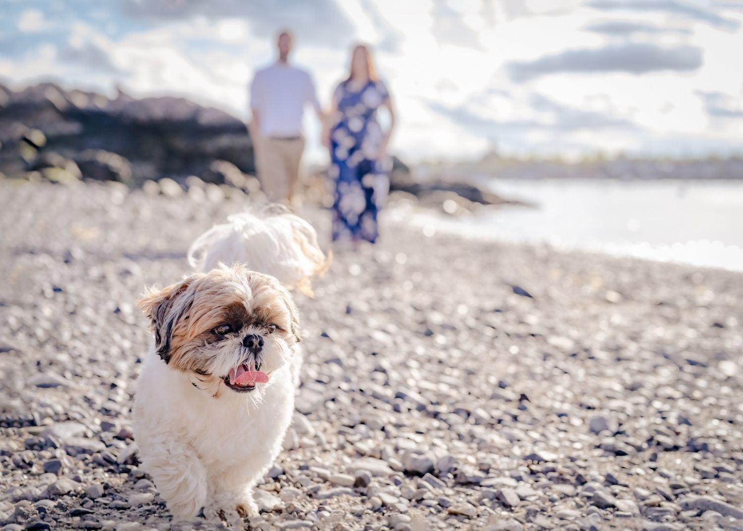A small white fluffy dog smiles at the camera on a beach while a couple walks in the background.