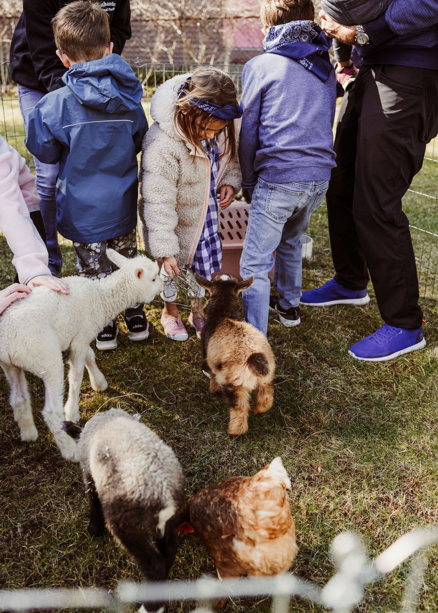 Kids petting animals in a petting zoo