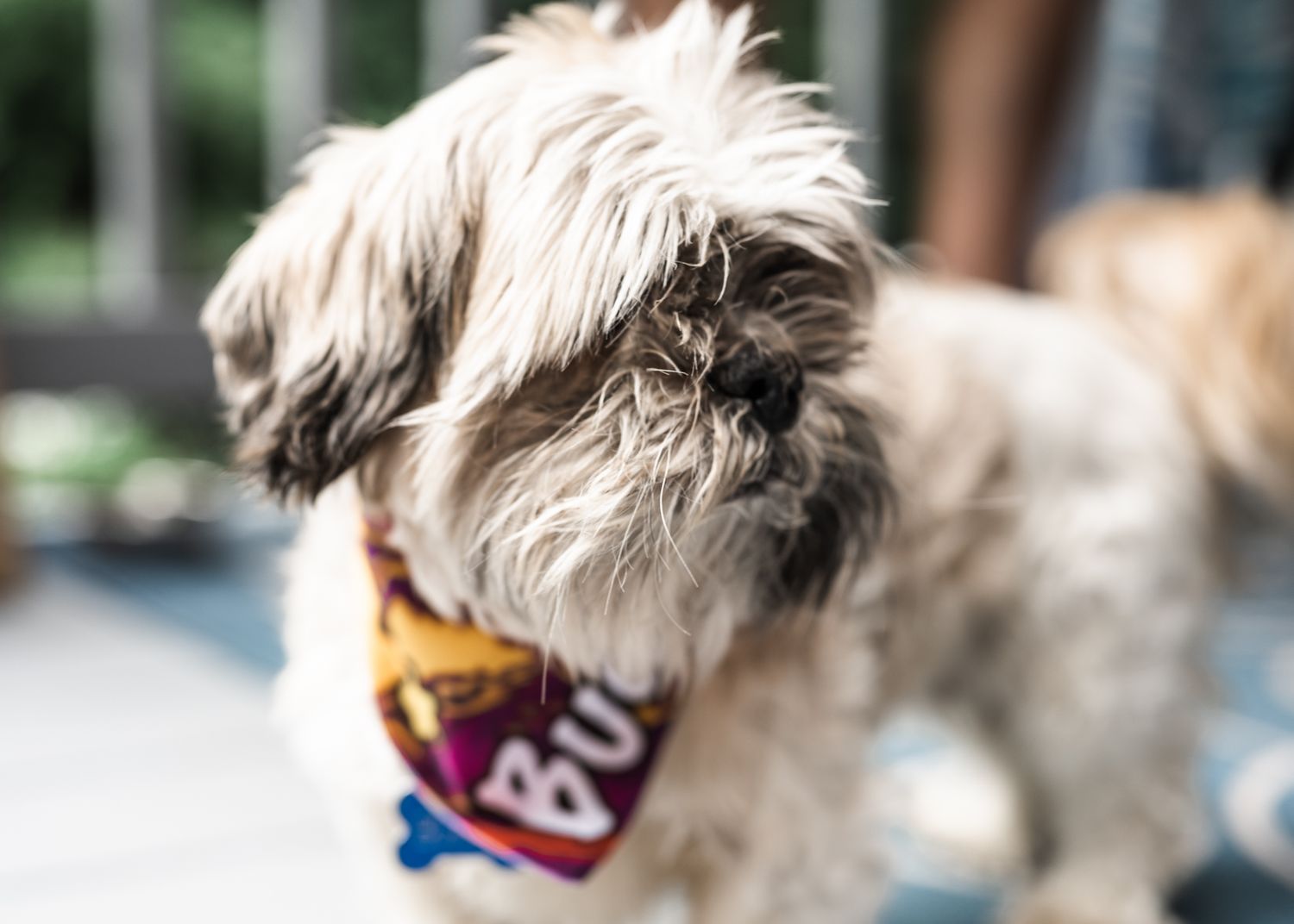 Close-up of shaggy white dog wearing colorful bandana.