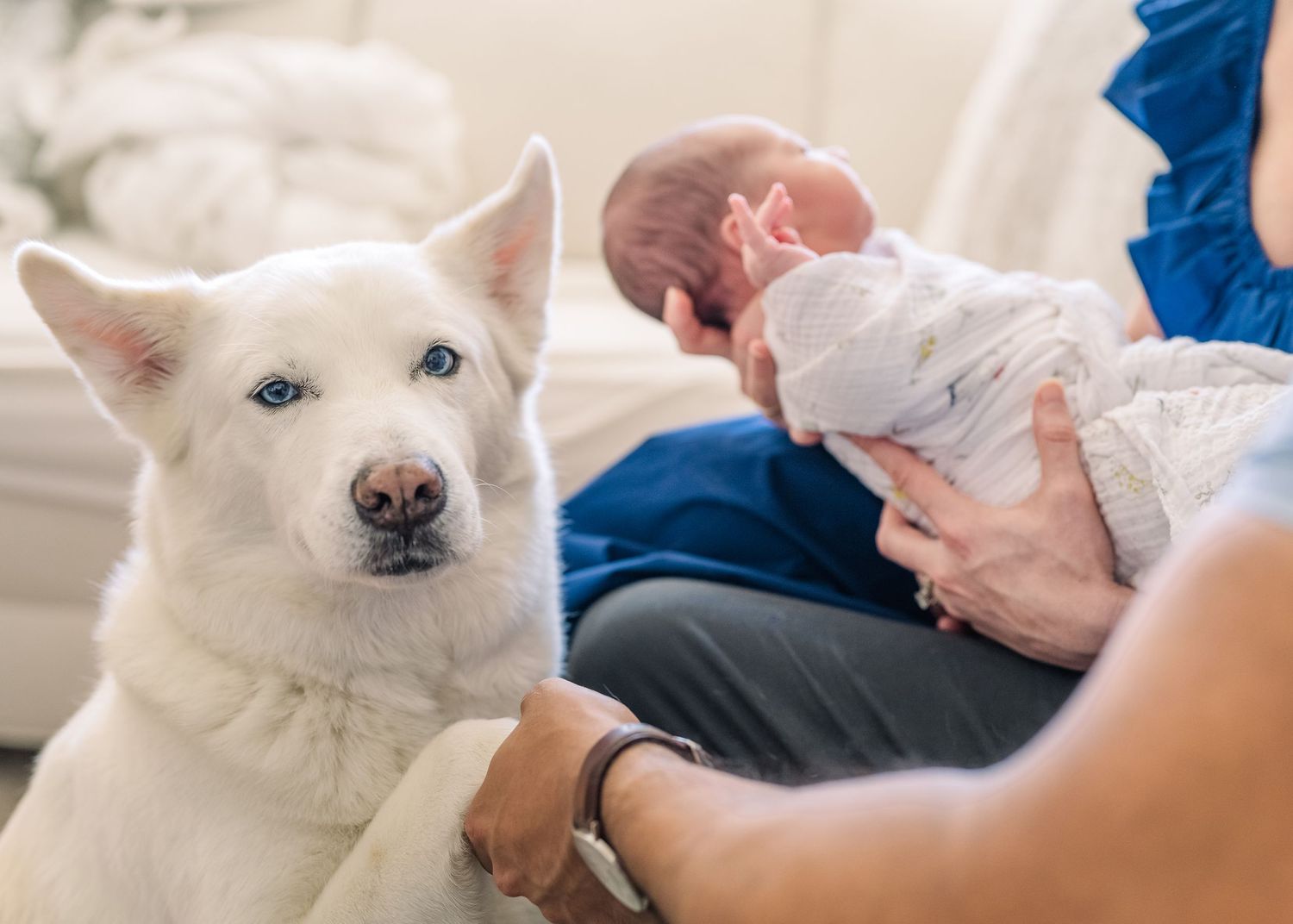 White dog watches attentively as family holds newborn baby wrapped in white blanket.