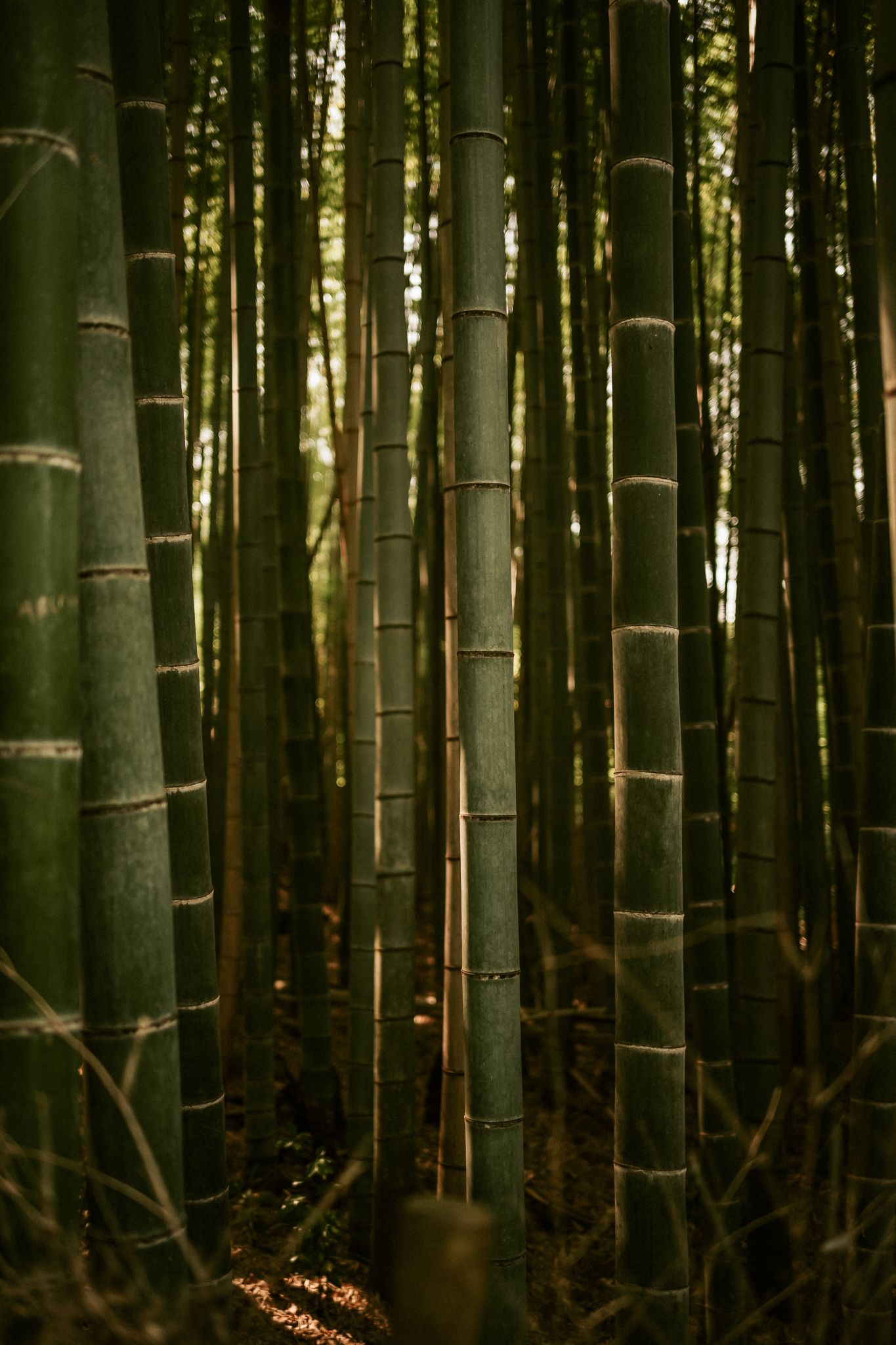 Tall bamboo stalks in a dense forest creating dramatic vertical patterns.